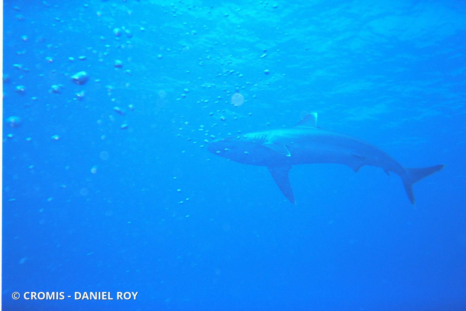 Requin pointes blanches de récif