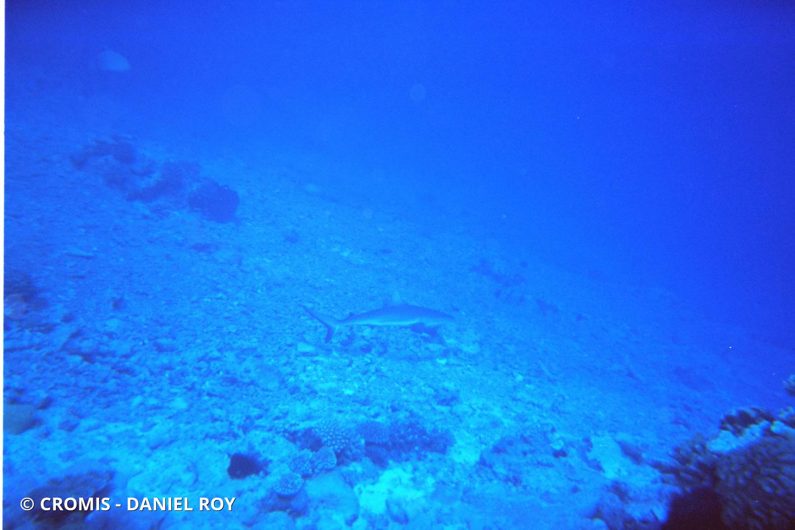 Requin gris de récif