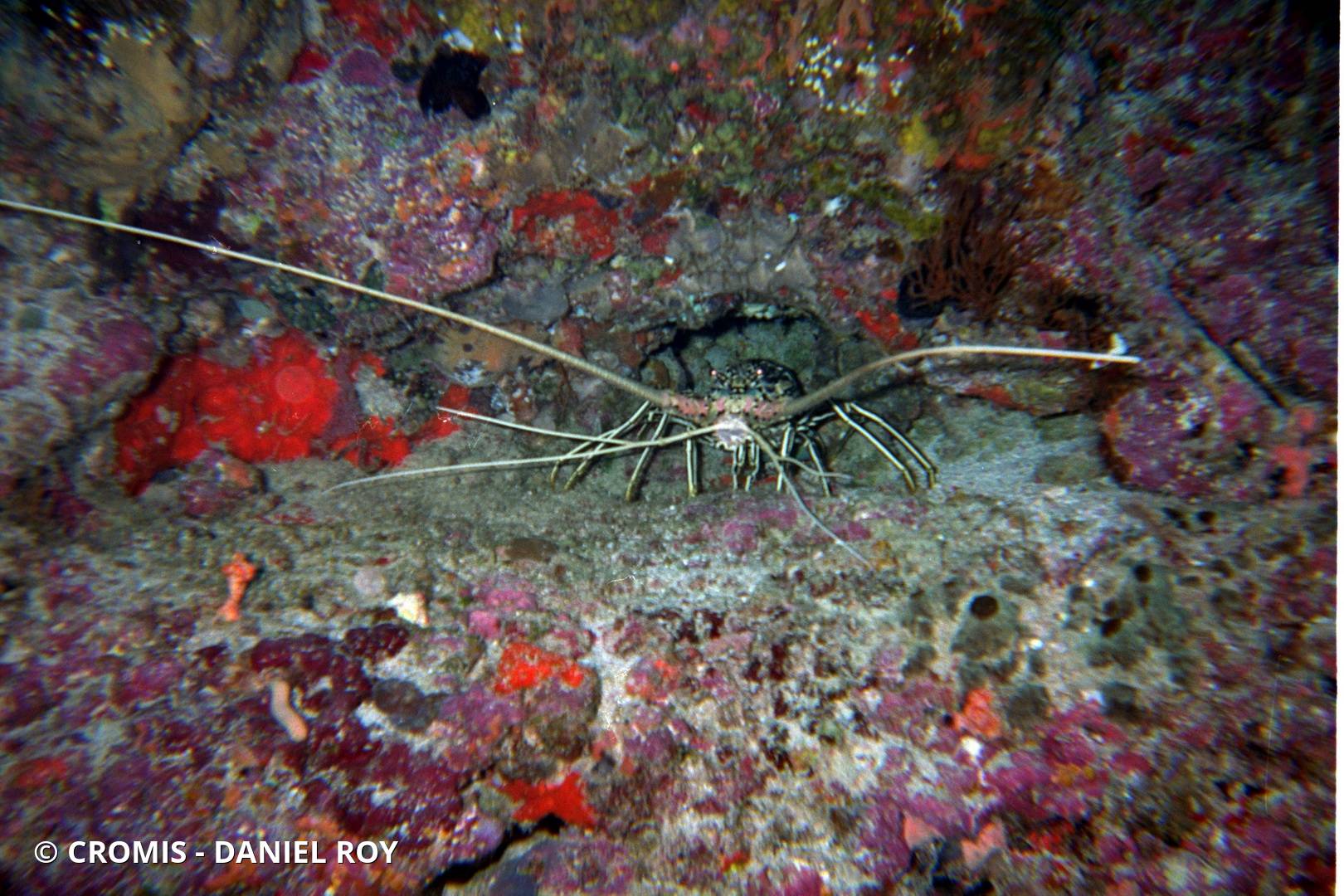 Langouste peinte