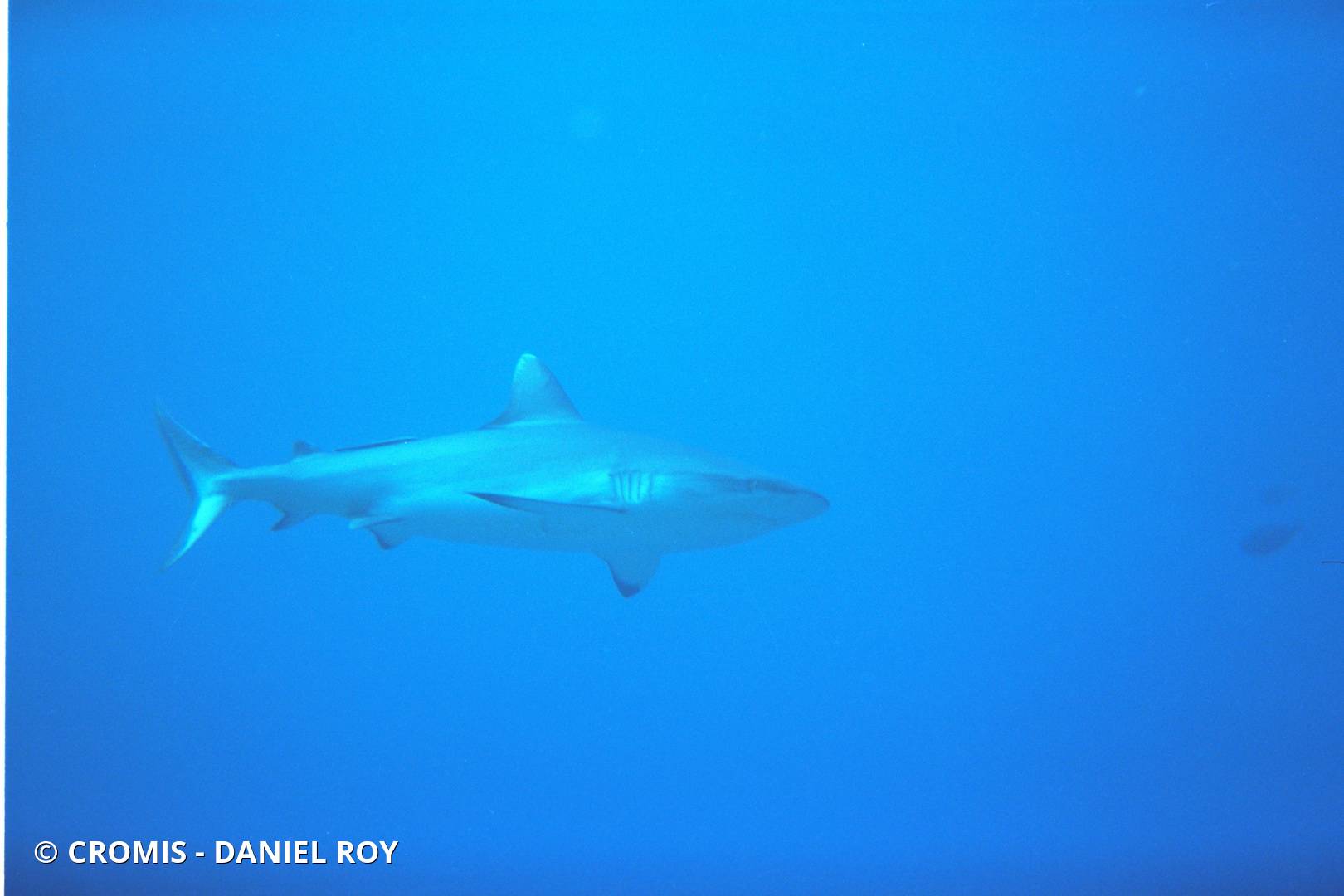 Requin gris de récif