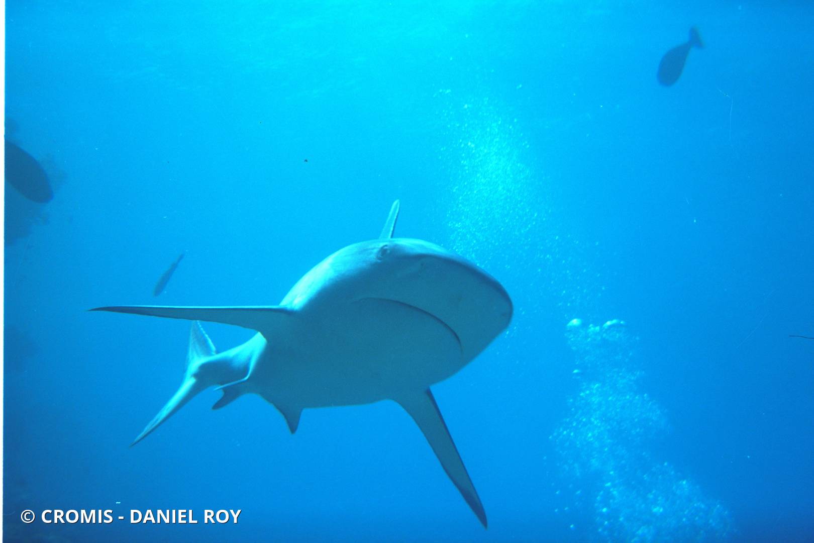 Requin gris de récif