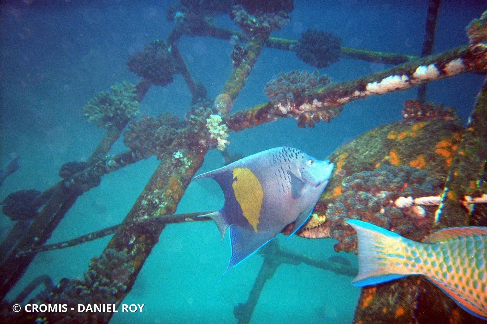 Poisson-ange géographe
