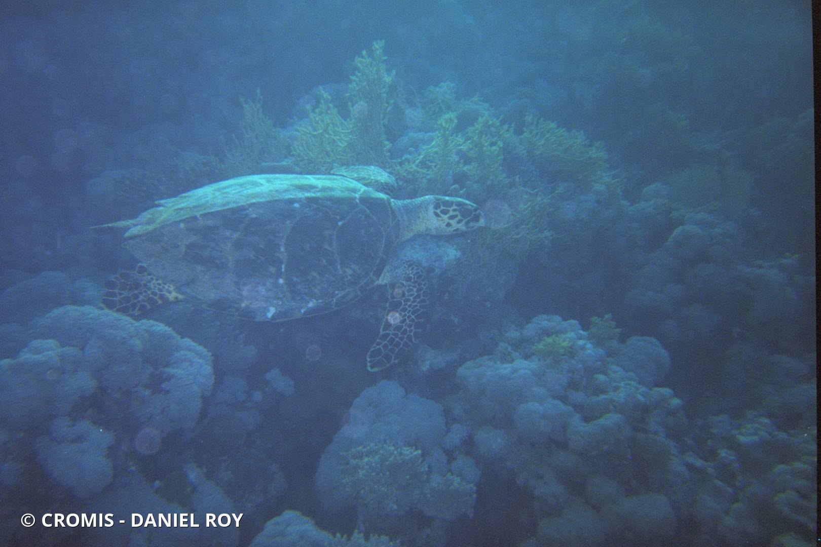 Tortue imbriquée