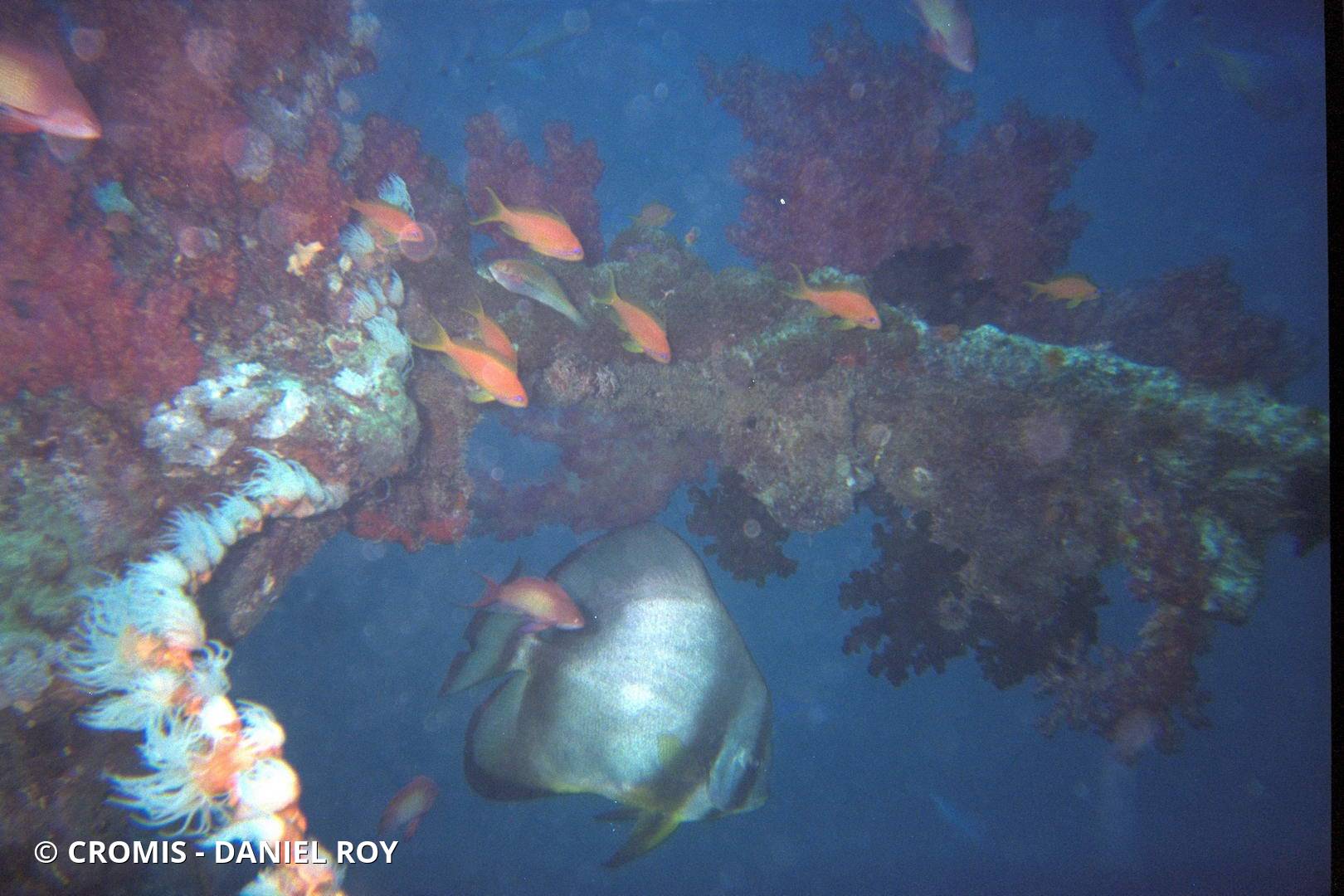 Platax orbiculaire