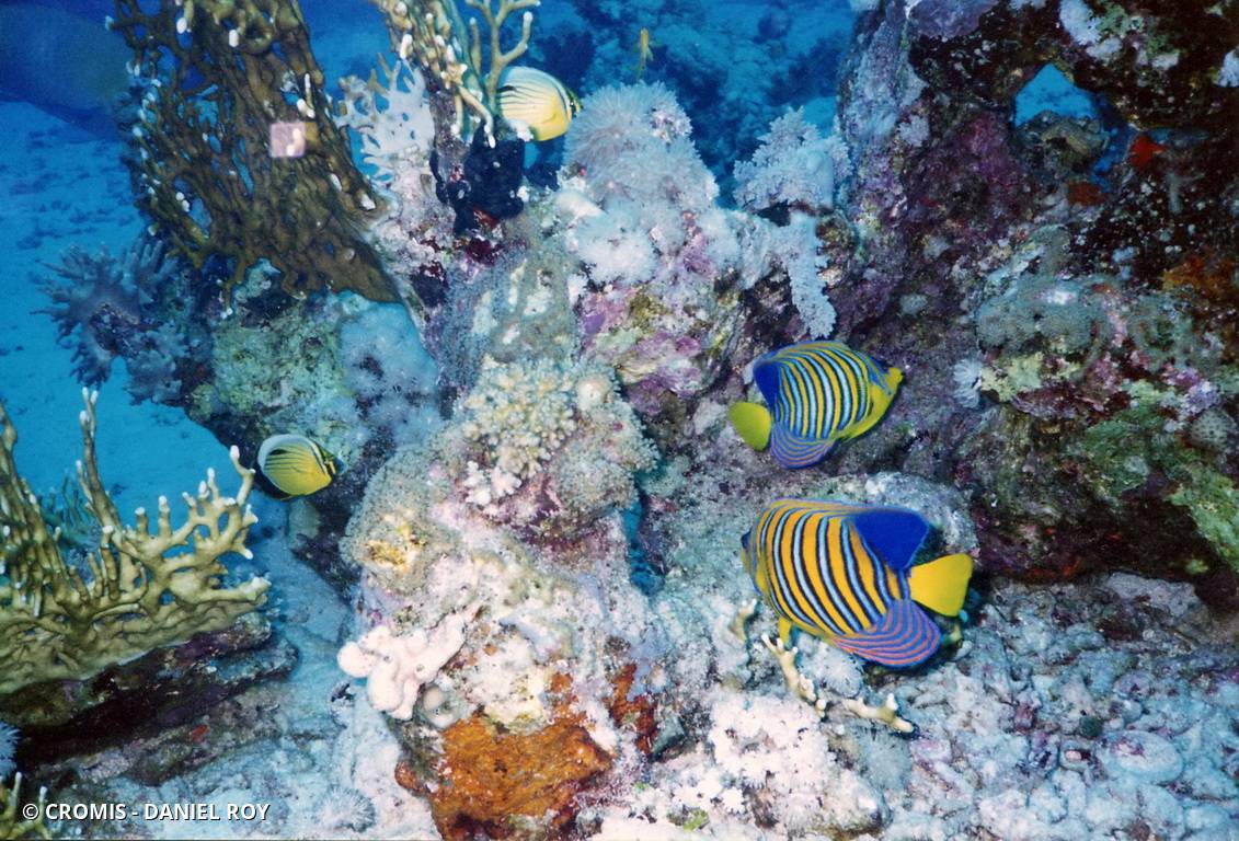 Poisson-ange duc