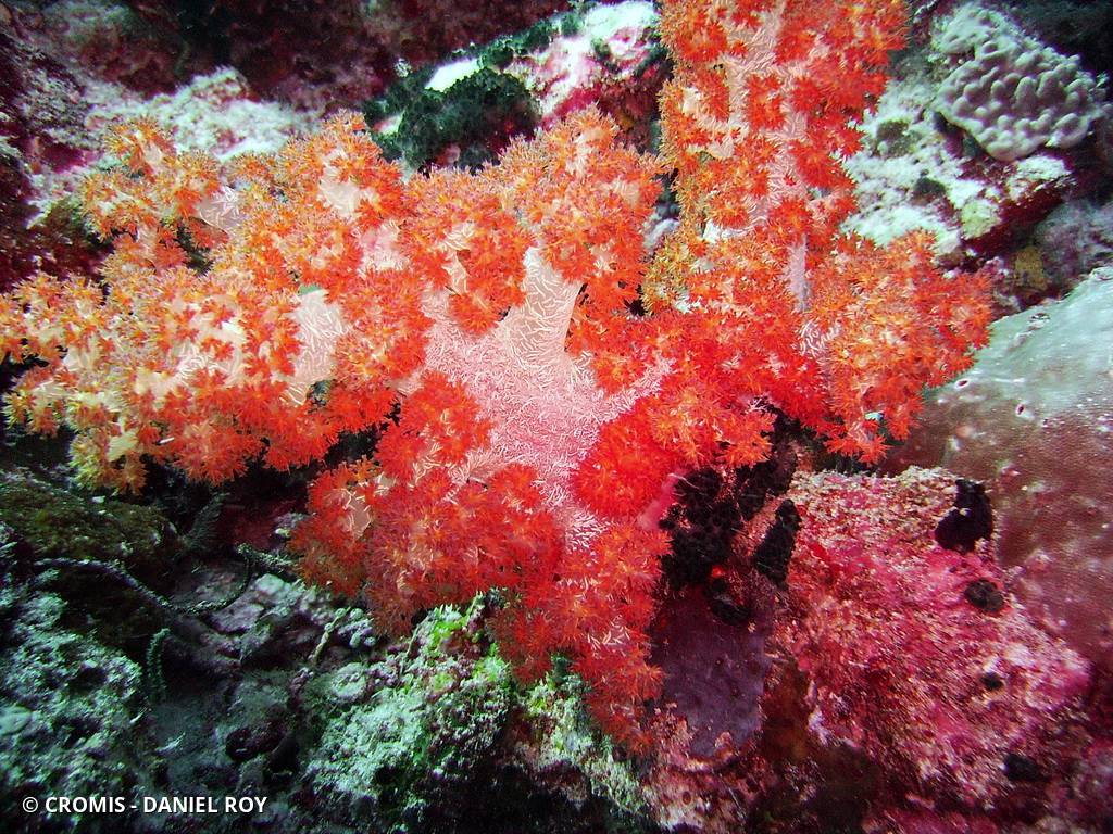 Alcyonaire épineux