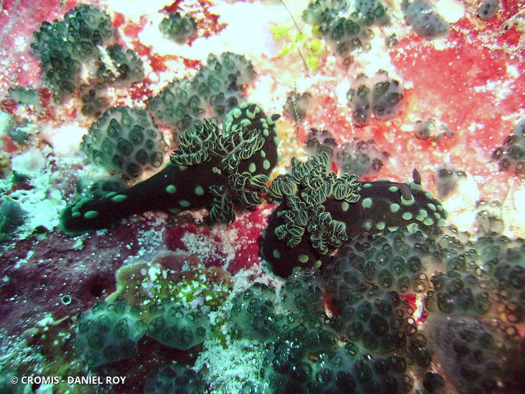 Nembrotha noir et vert