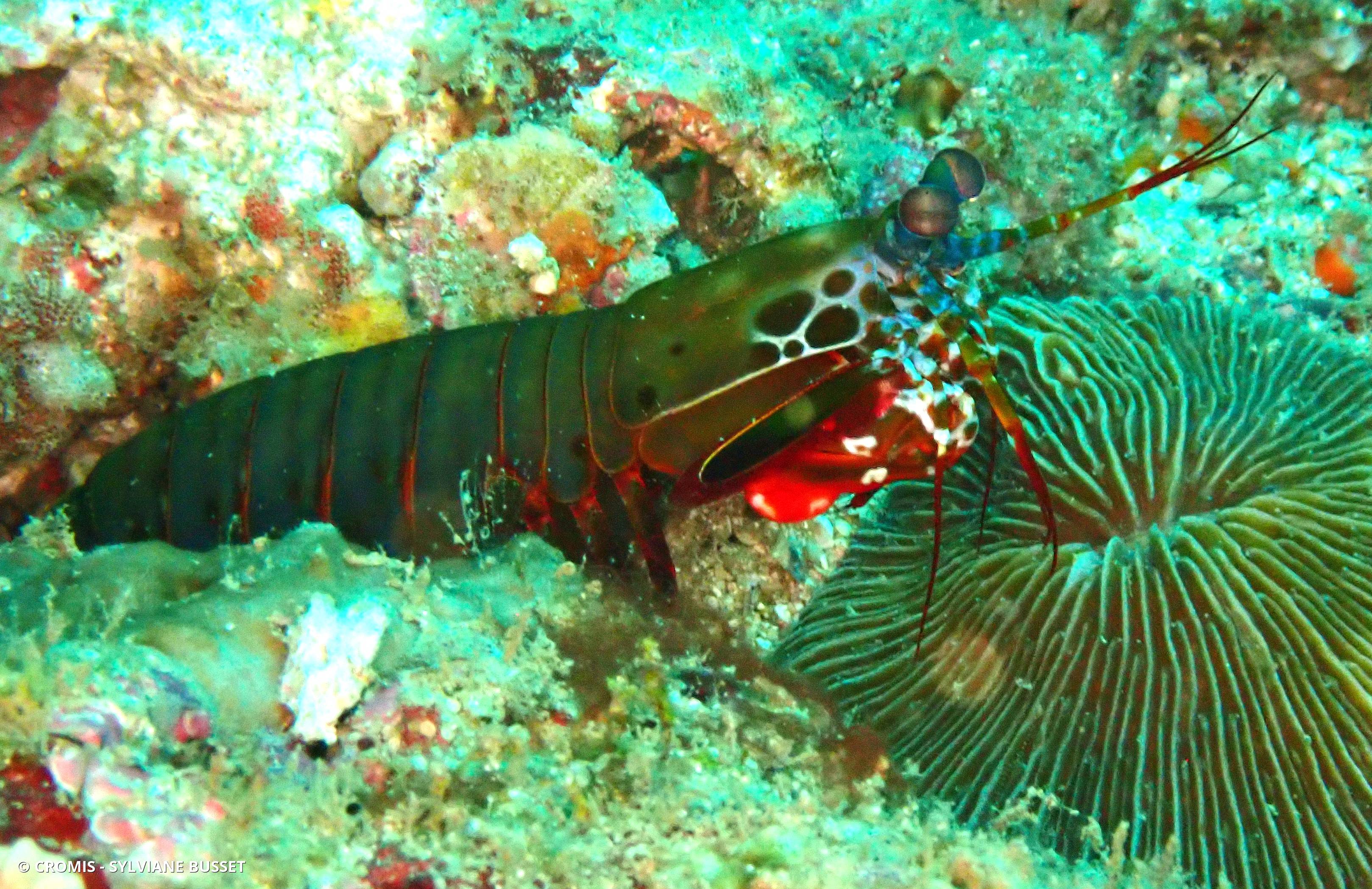 Mante de mer paon