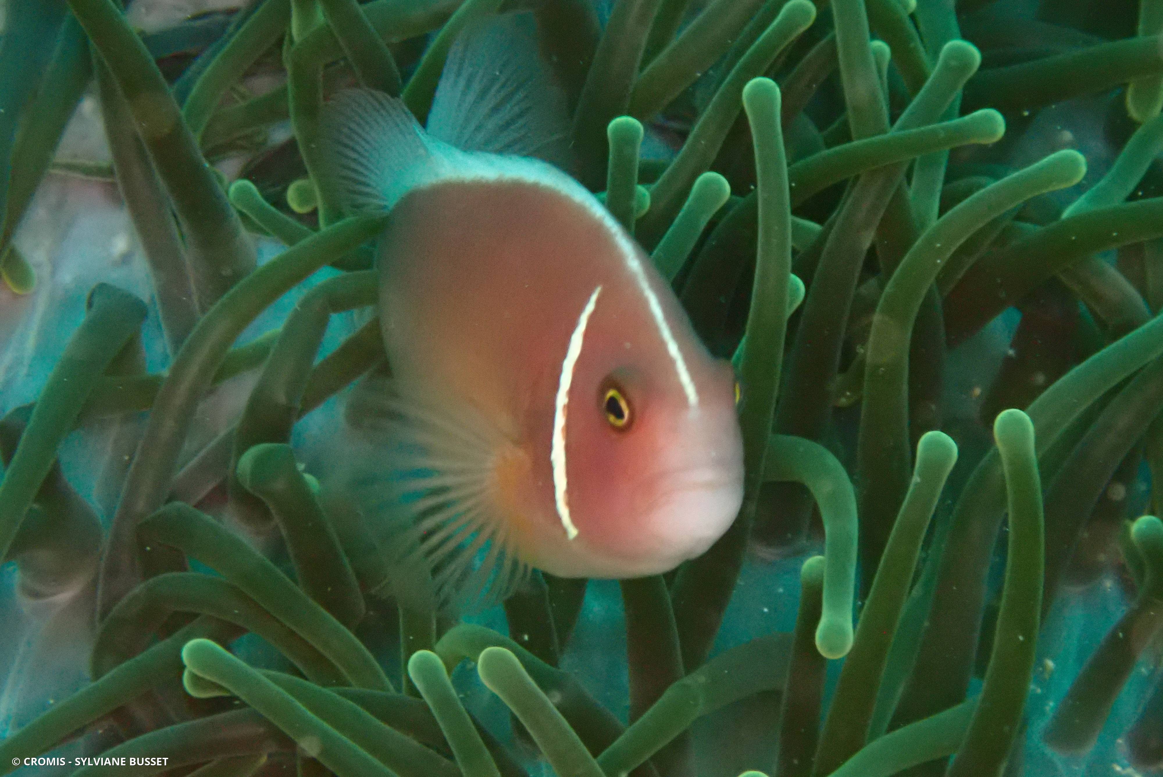 Poisson-clown rose