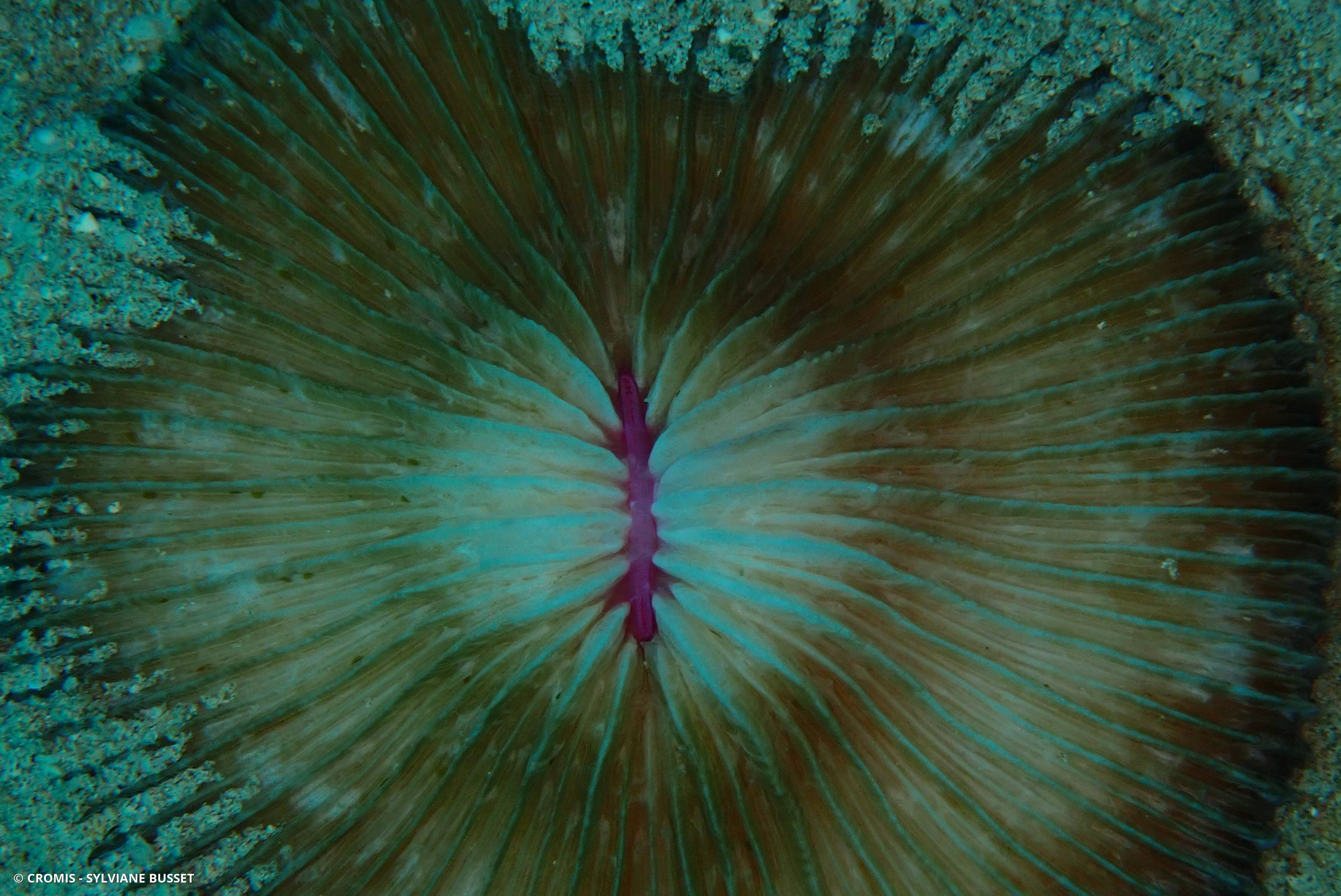 Corail champignon hirsute