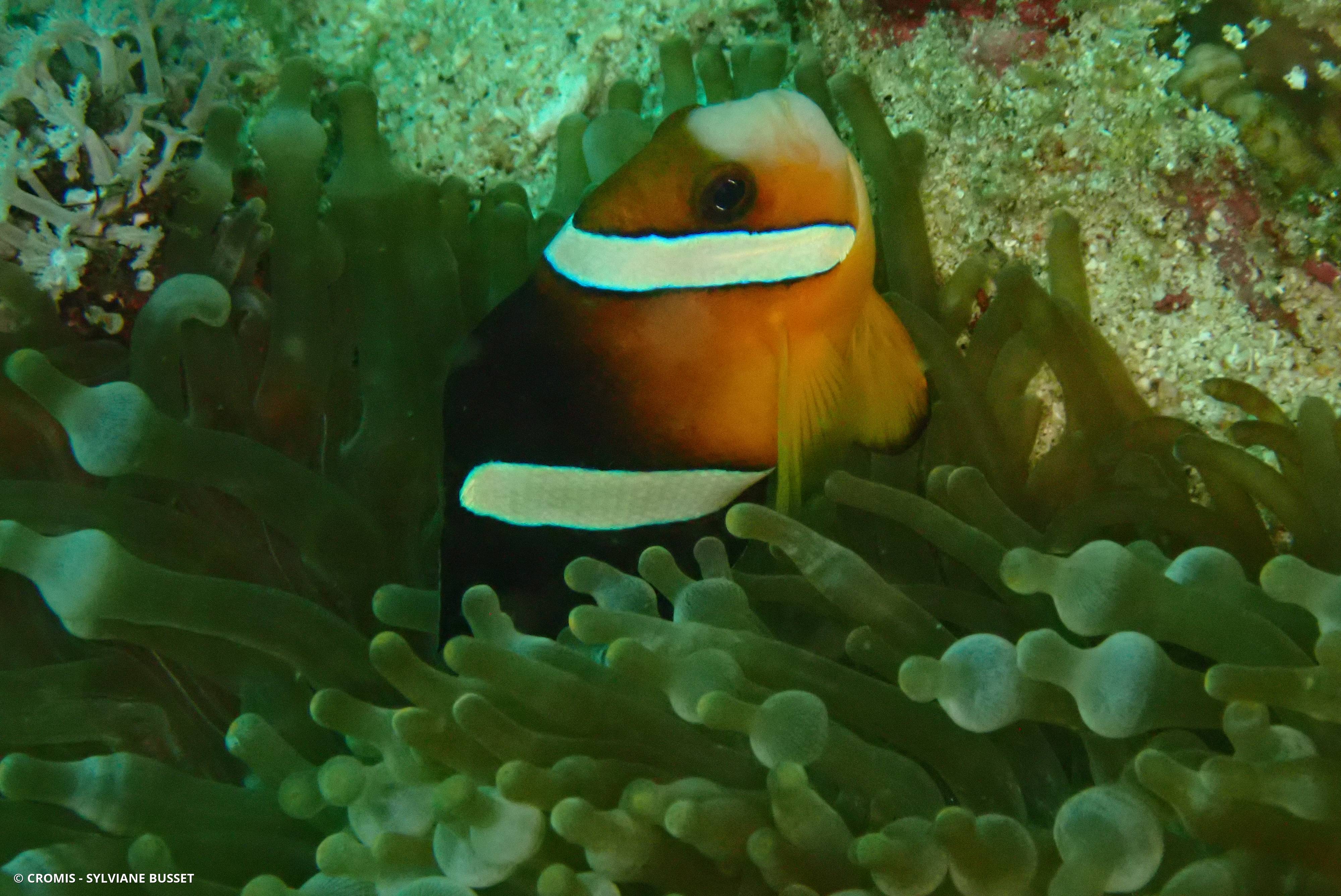 Poisson-clown de Clark