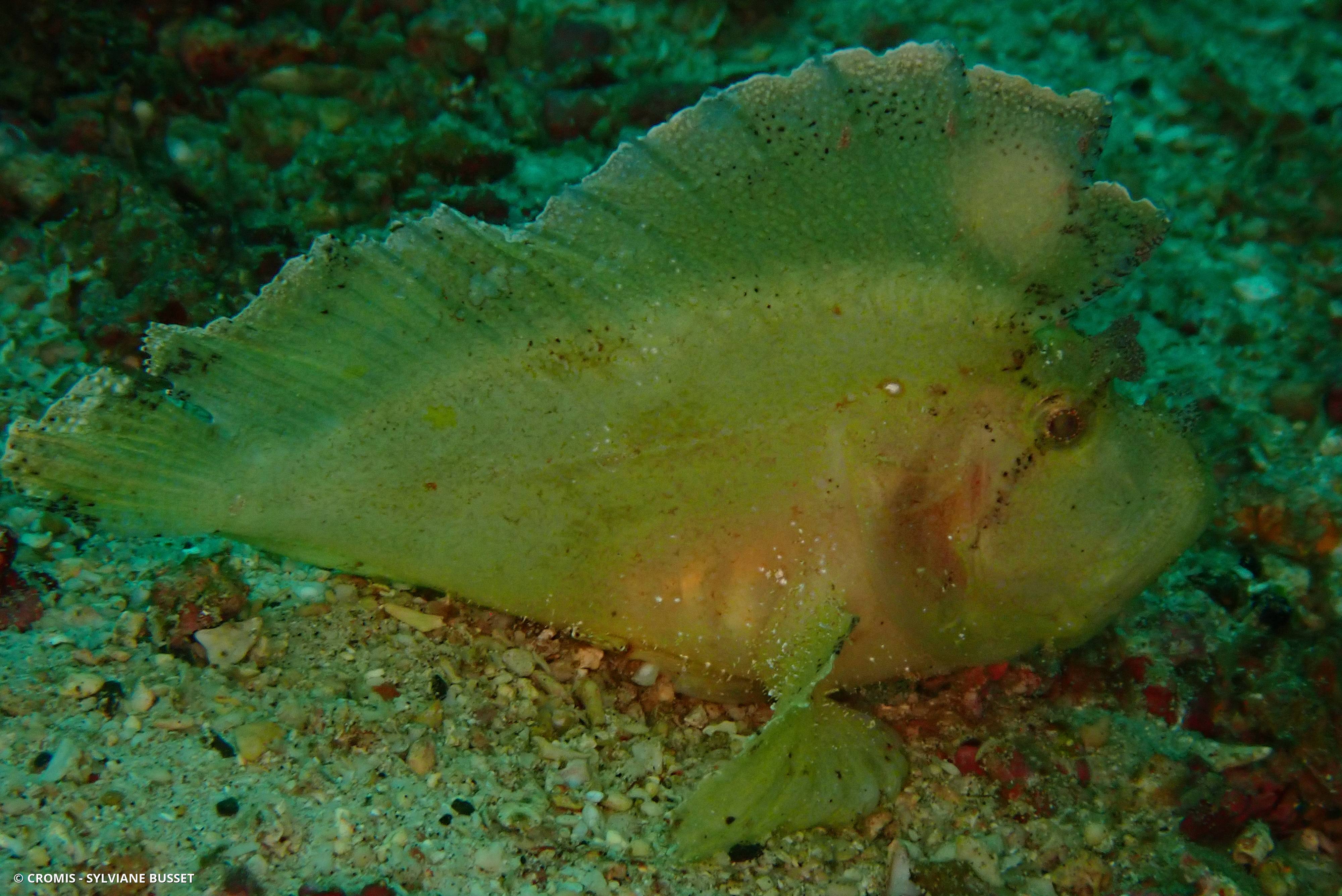 Poisson-scorpion feuille