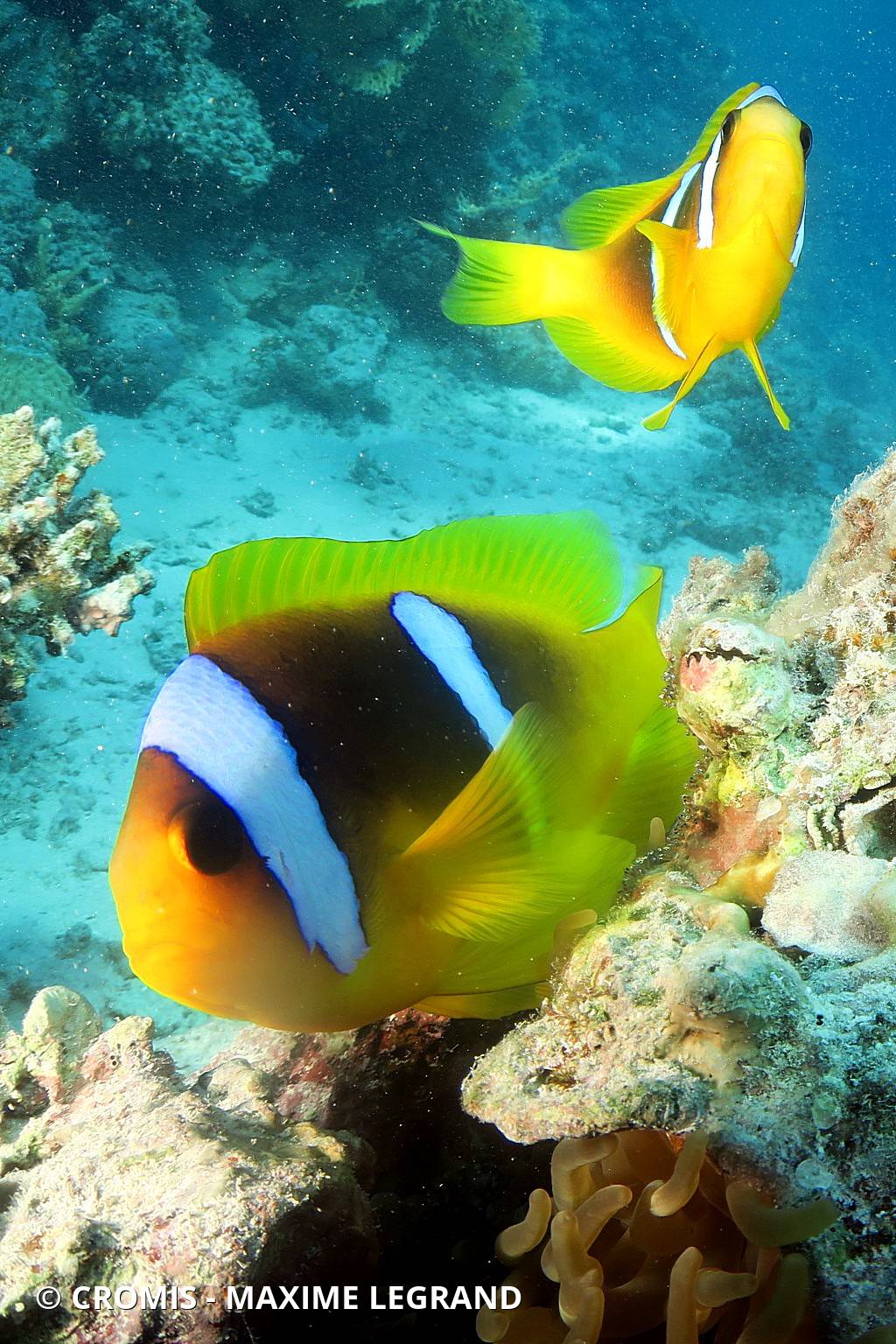 Poisson-clown à deux bandes