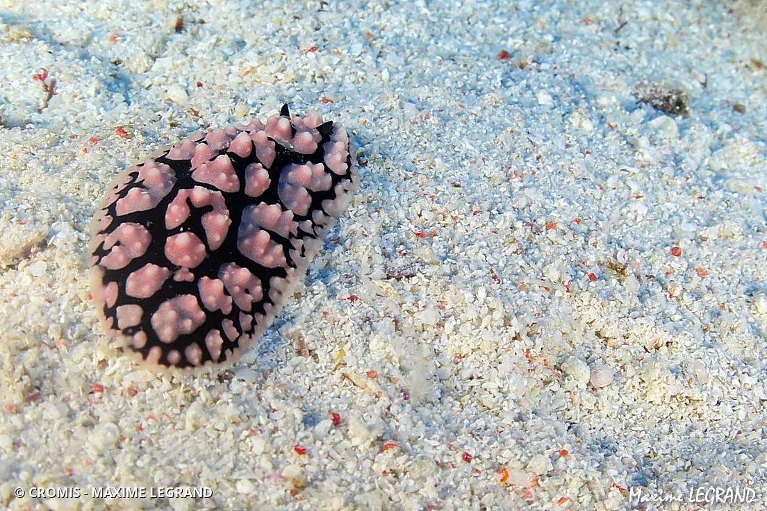 Phyllidie pustuleuse