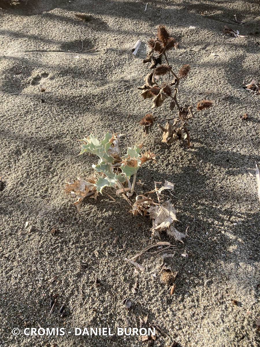 Panicaut de mer