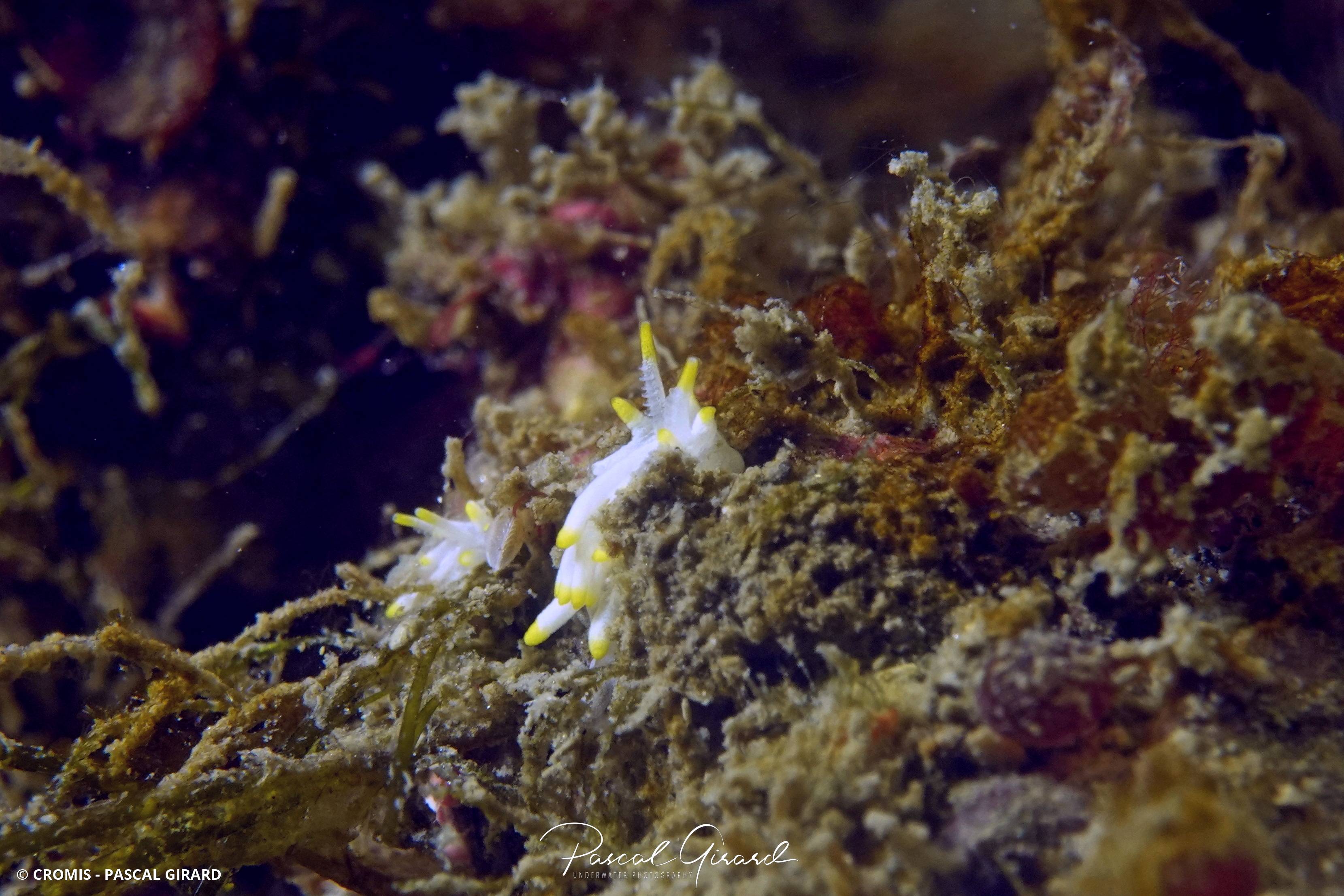 Petite doris de Pico