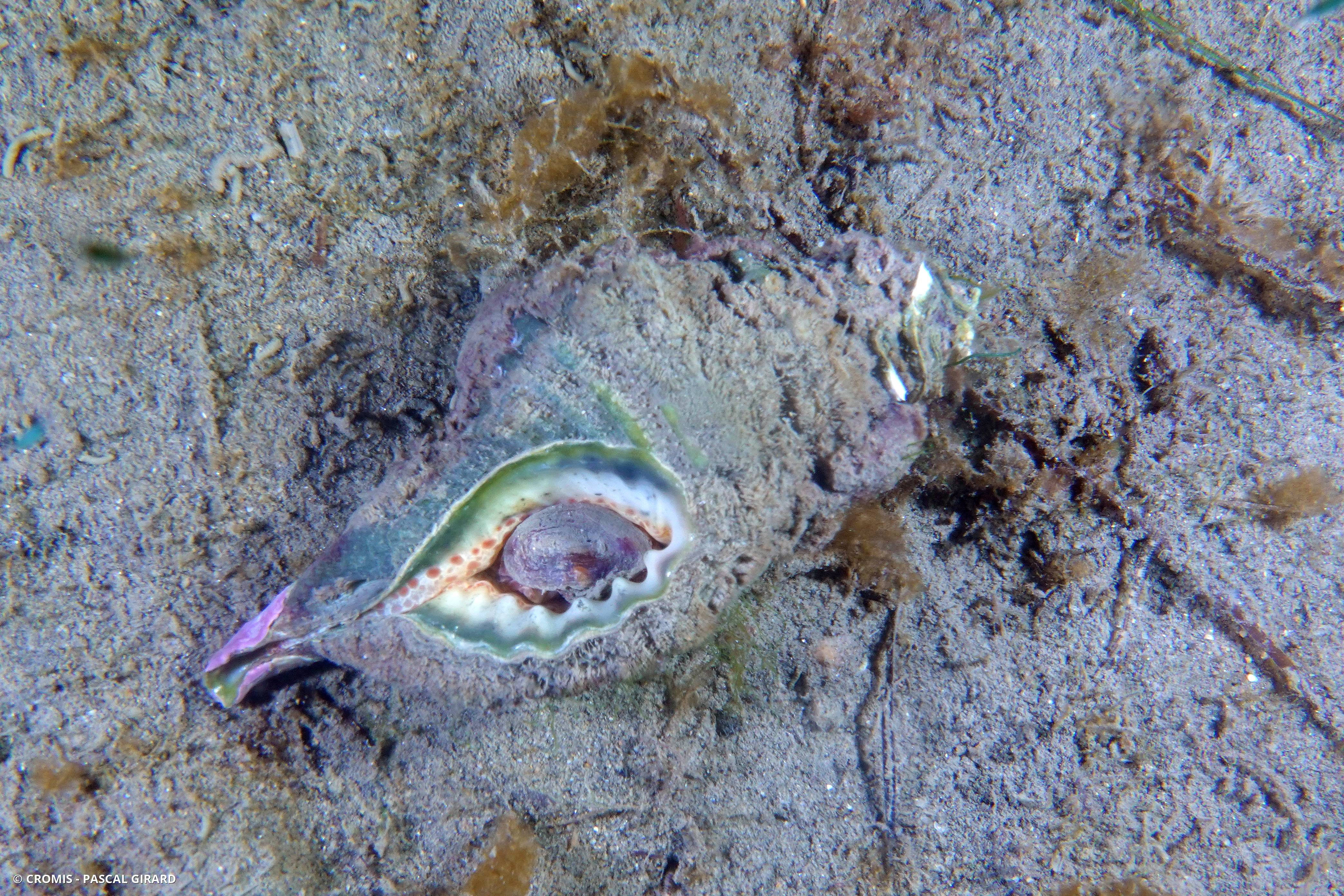 Triton ridé