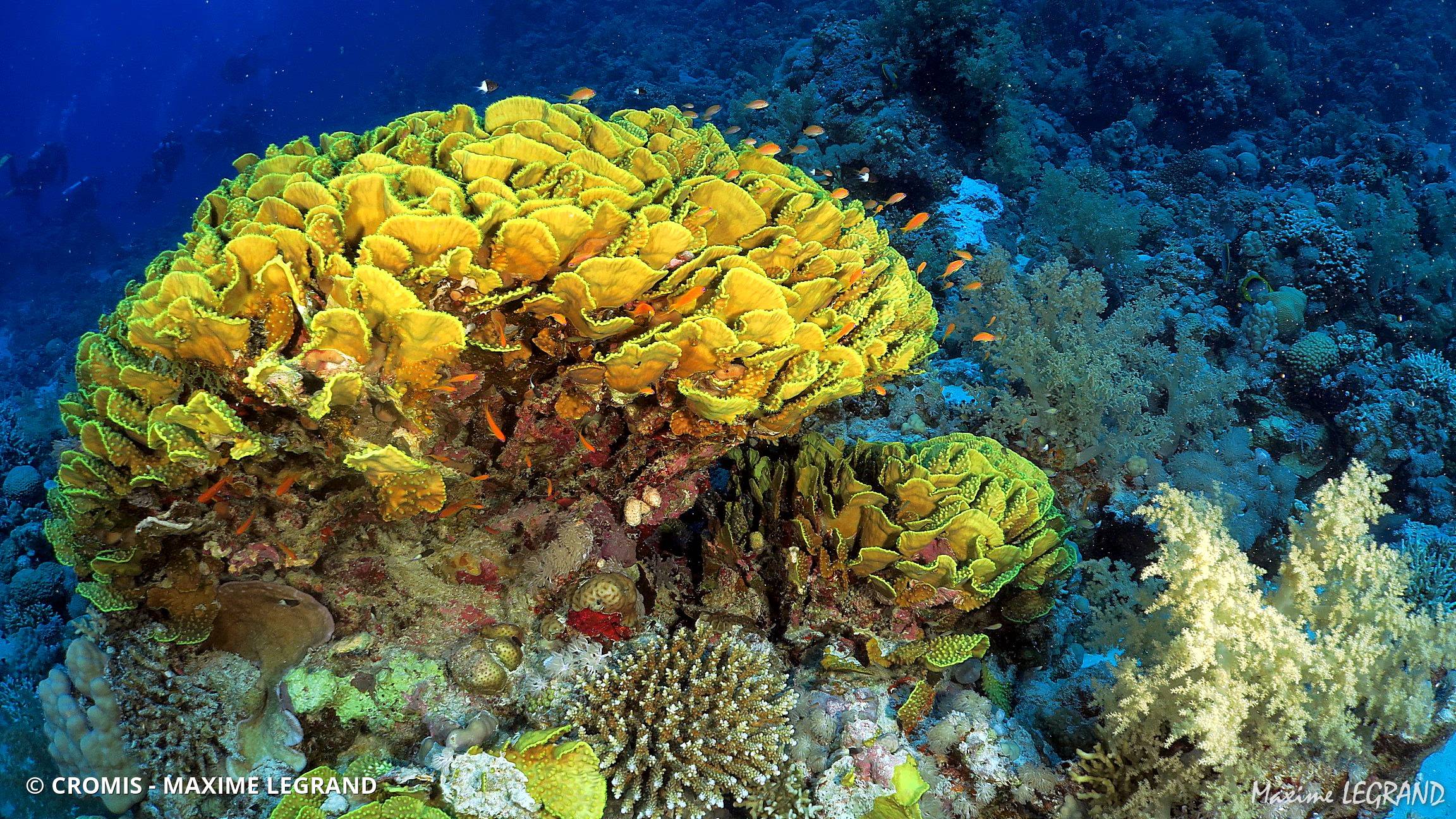 Corail coupe laitue