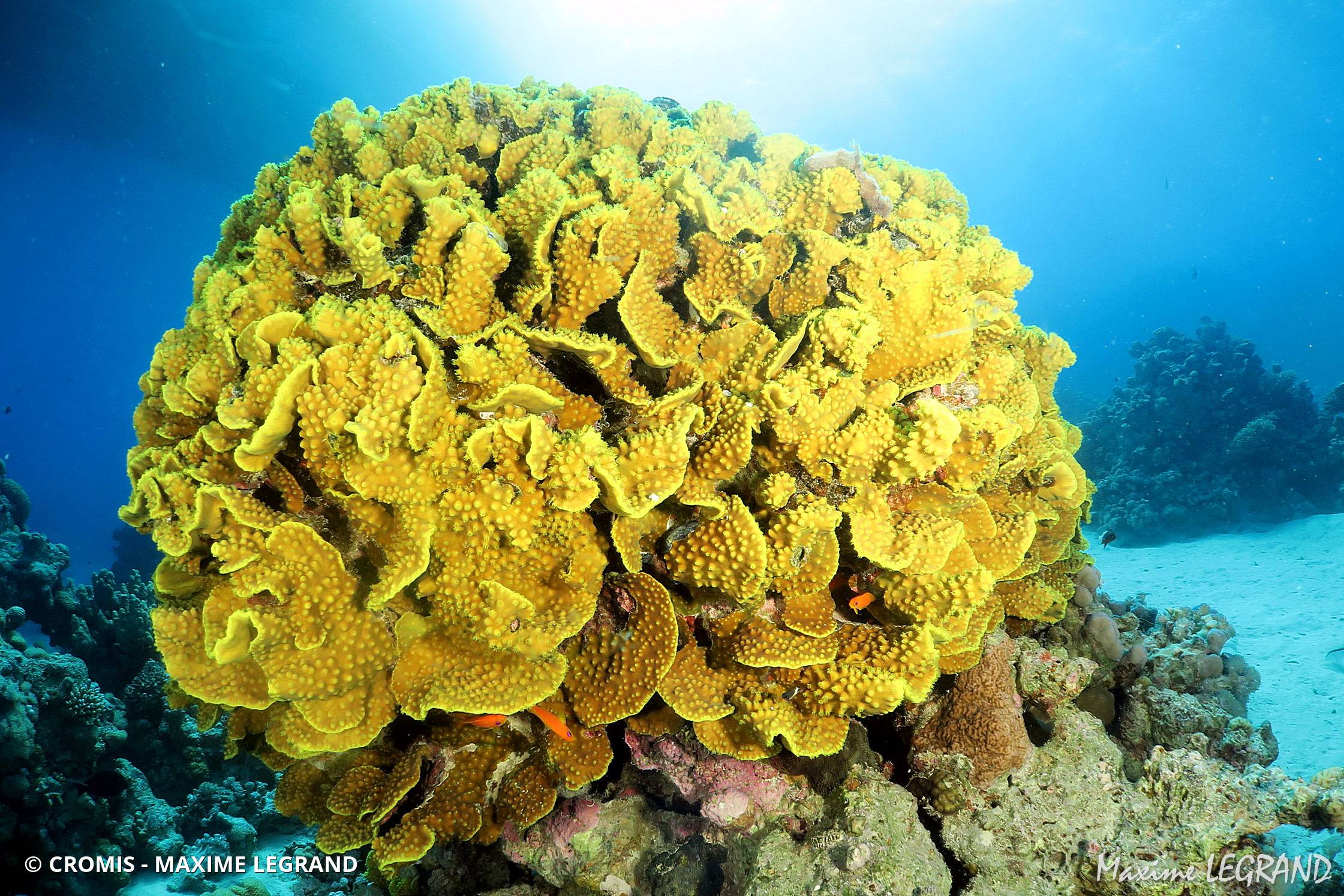 Corail coupe laitue