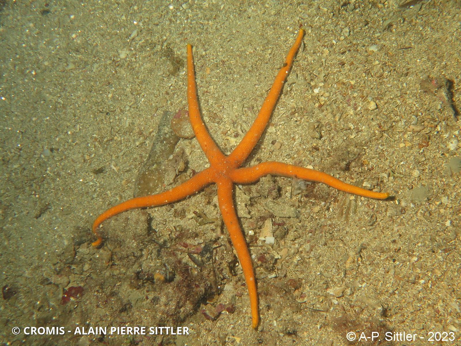 Etoile de mer aux longs bras
