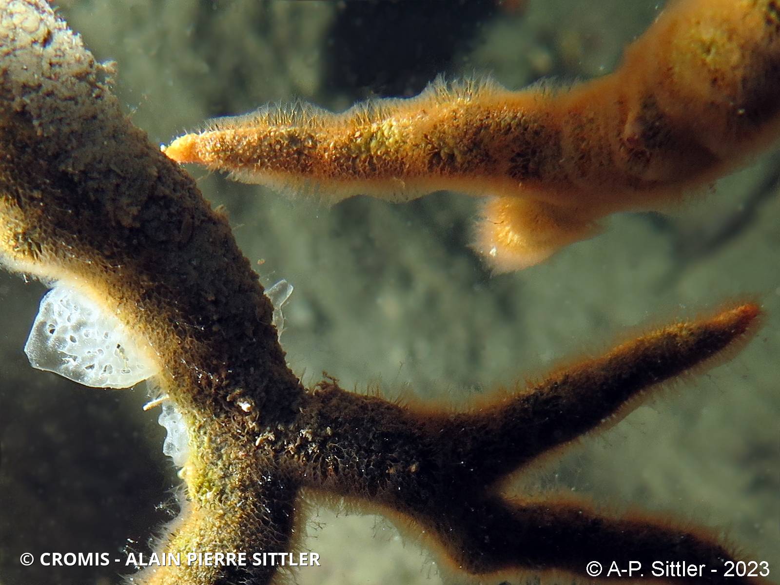 Turbicellépore cornu de Méditerranée