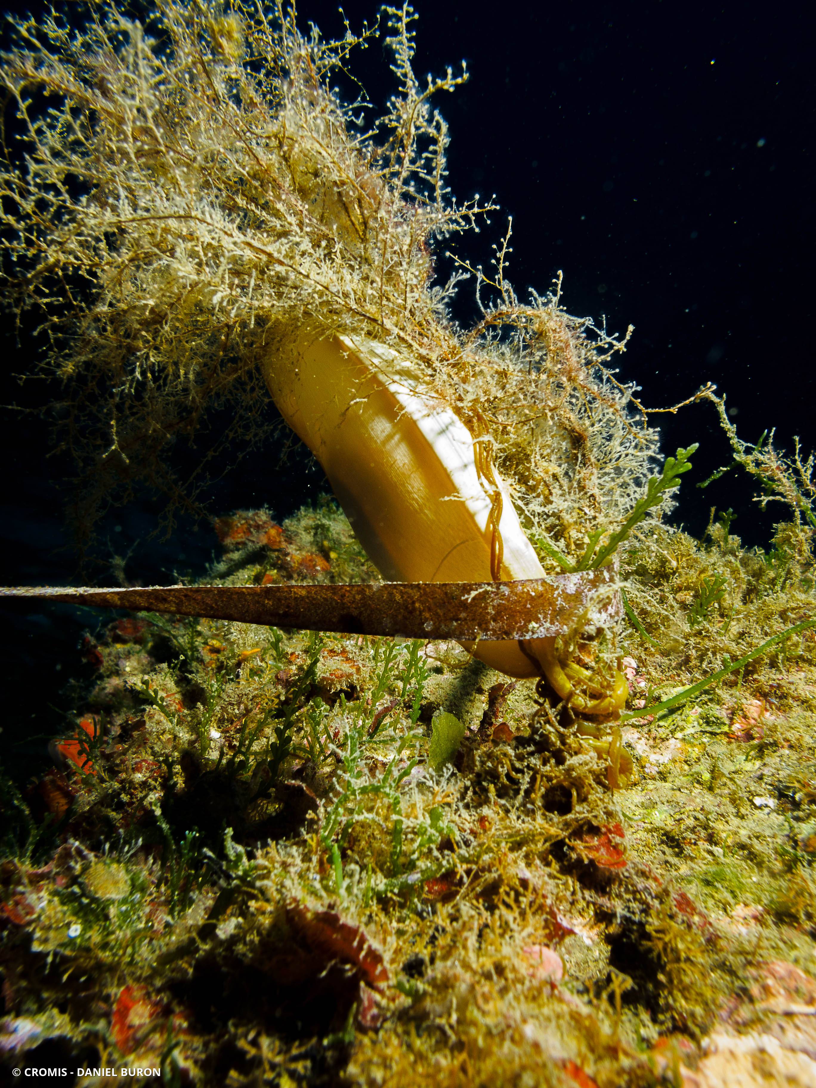 Caulerpe cylindracée