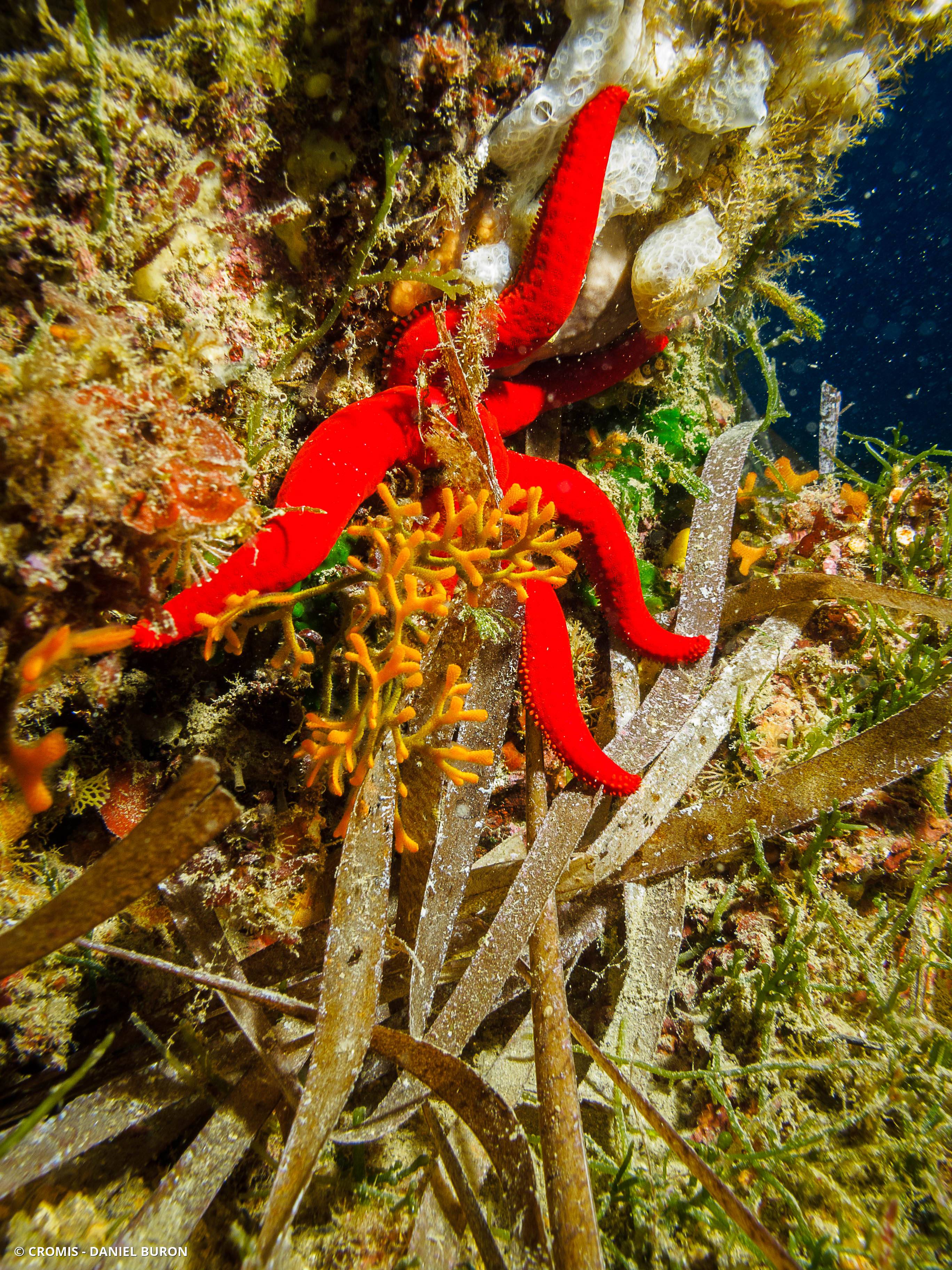 Bryozoaire bois de cerf