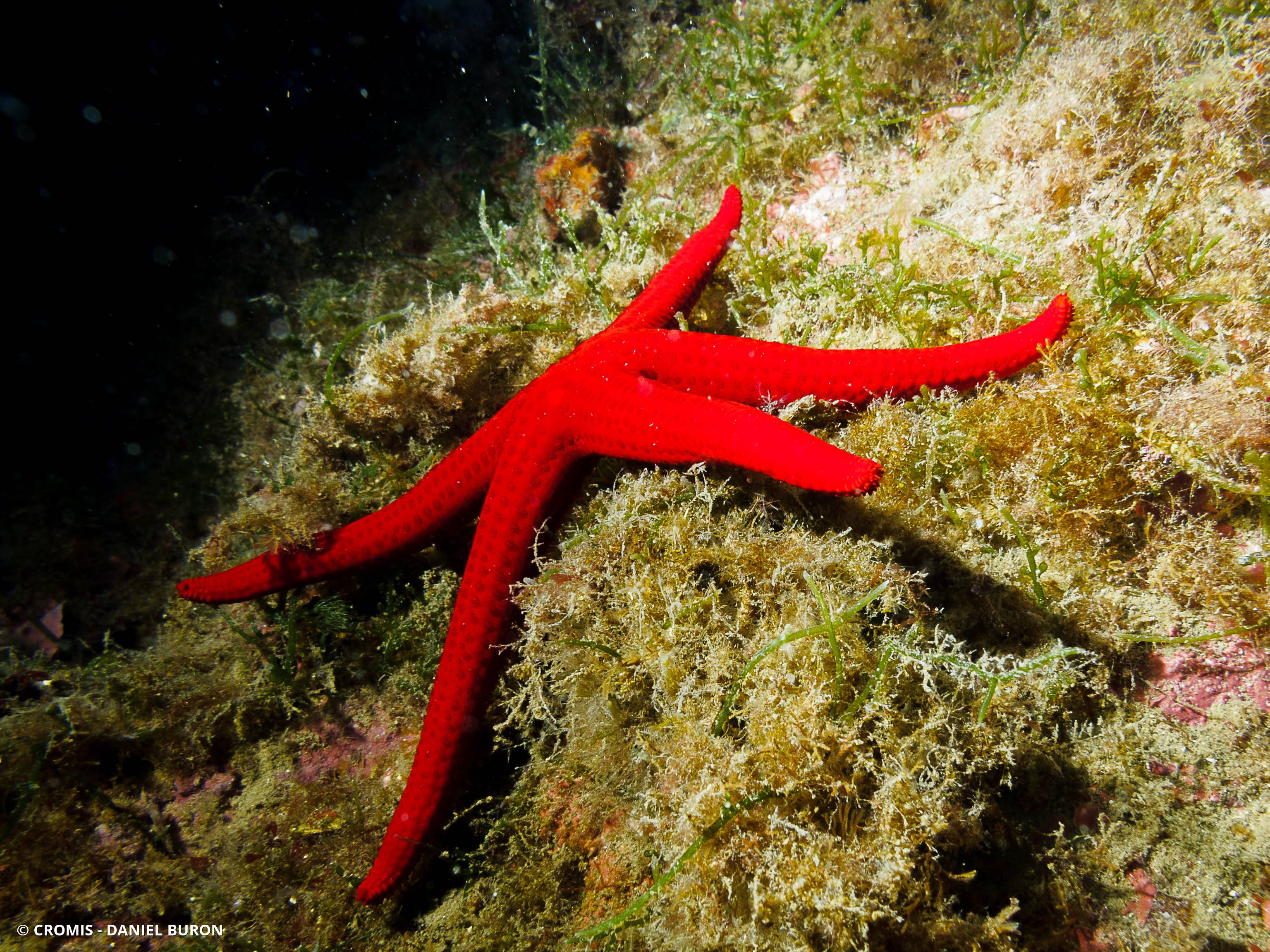 Etoile de mer lisse