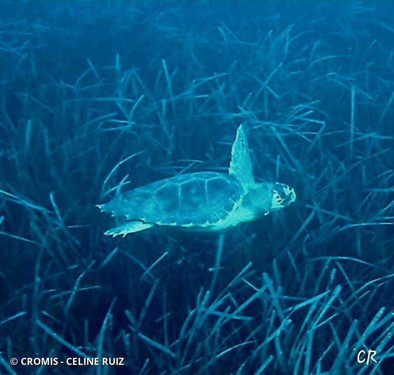 Tortue caouanne
