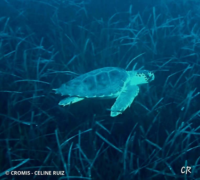 Tortue caouanne