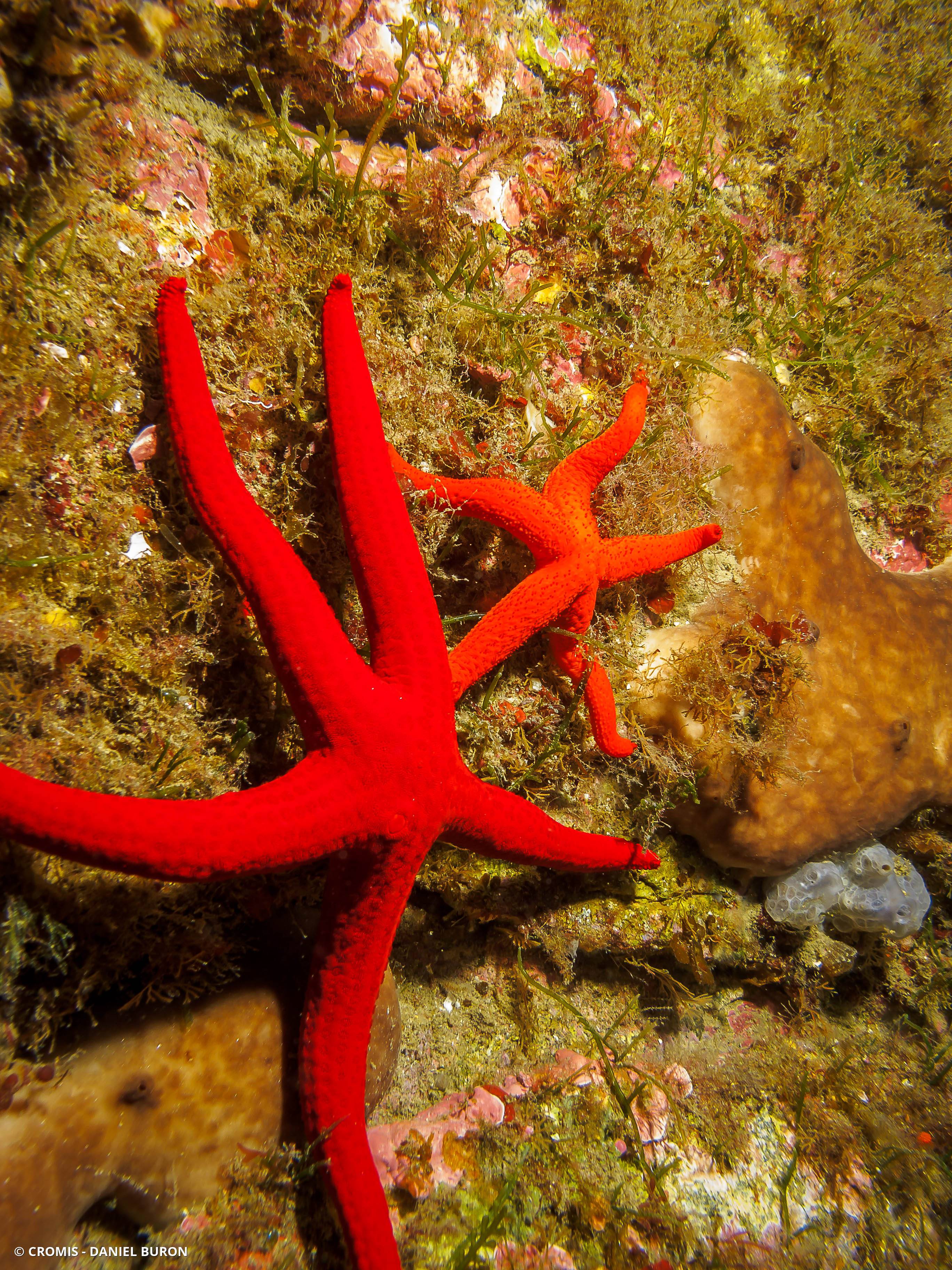 Etoile de mer lisse