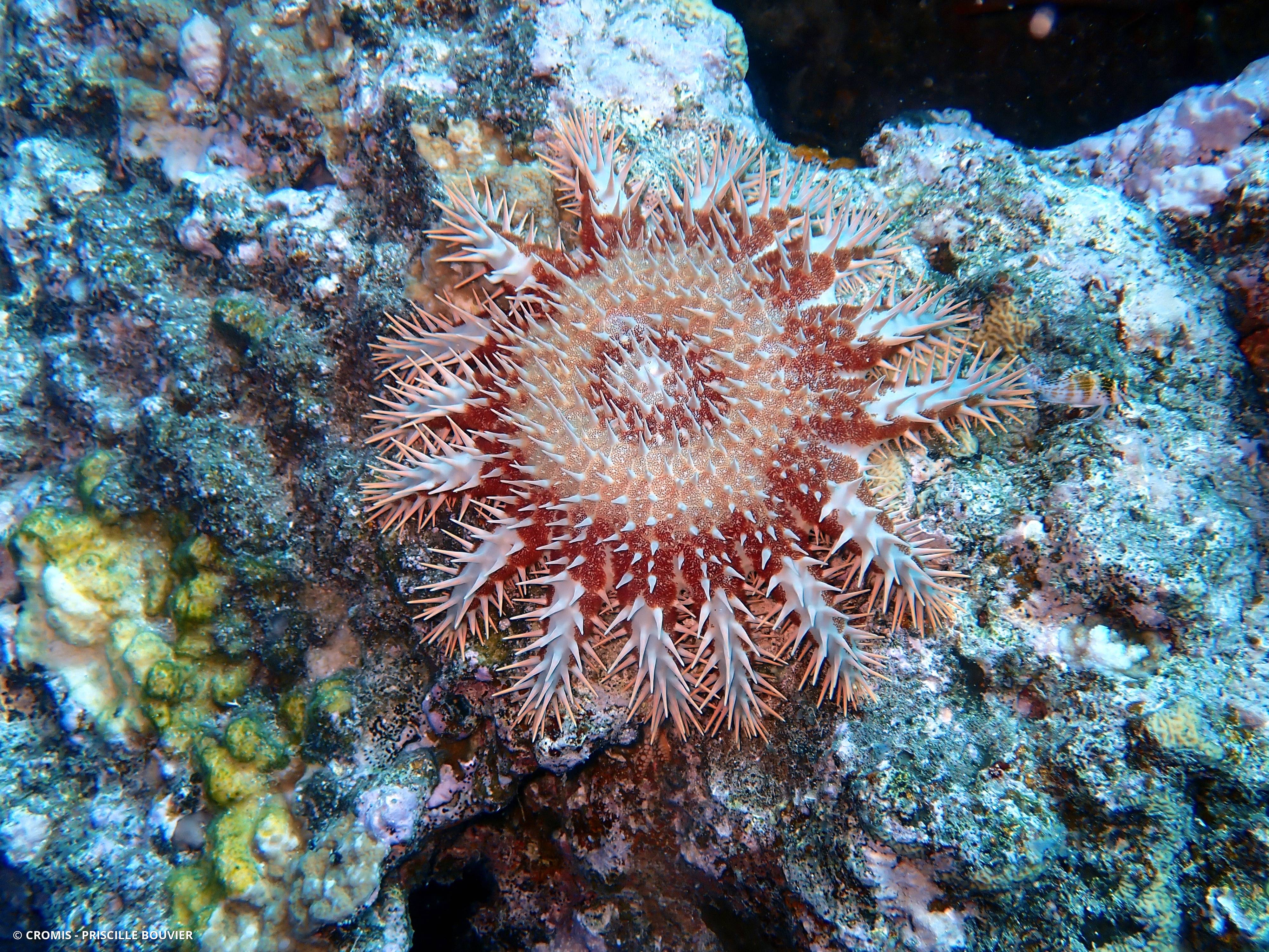 Couronne d’épines