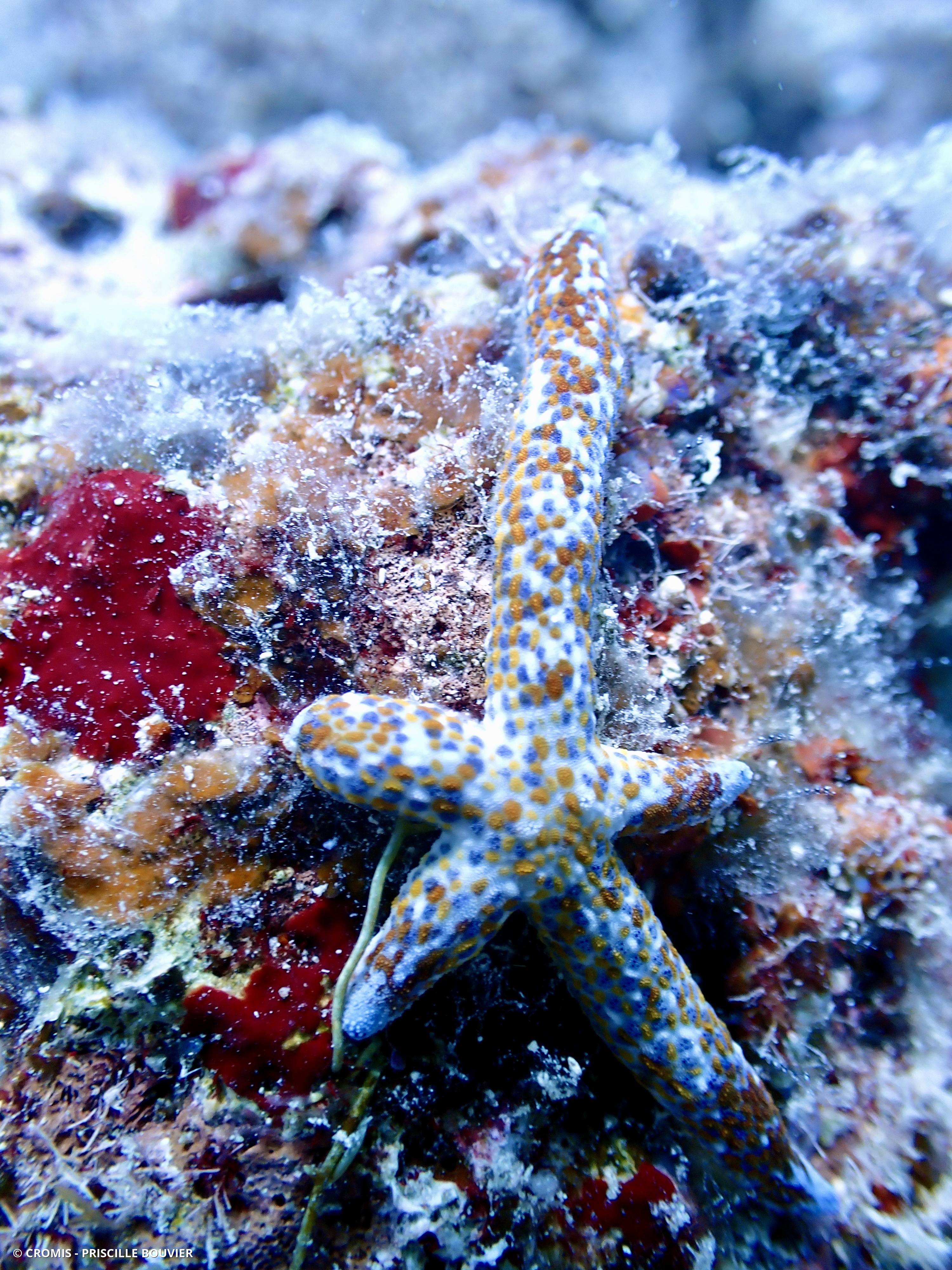 Comète de mer