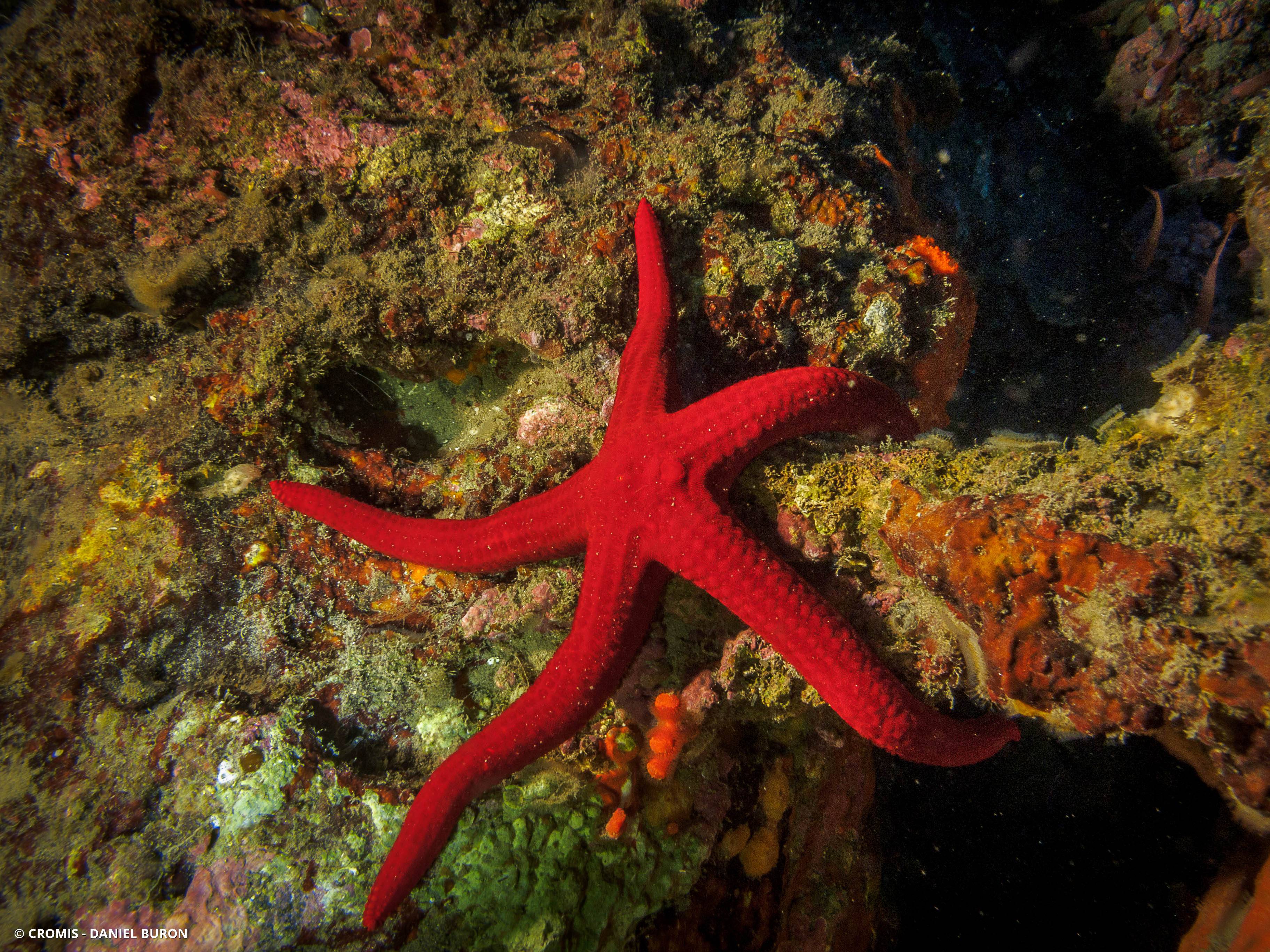 Etoile de mer lisse