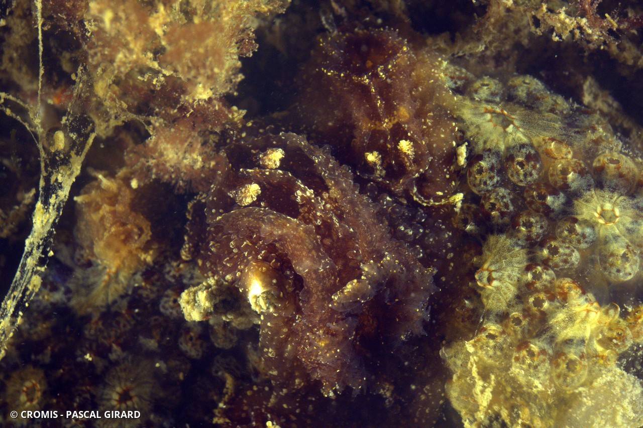 Goniodoris châtaigne