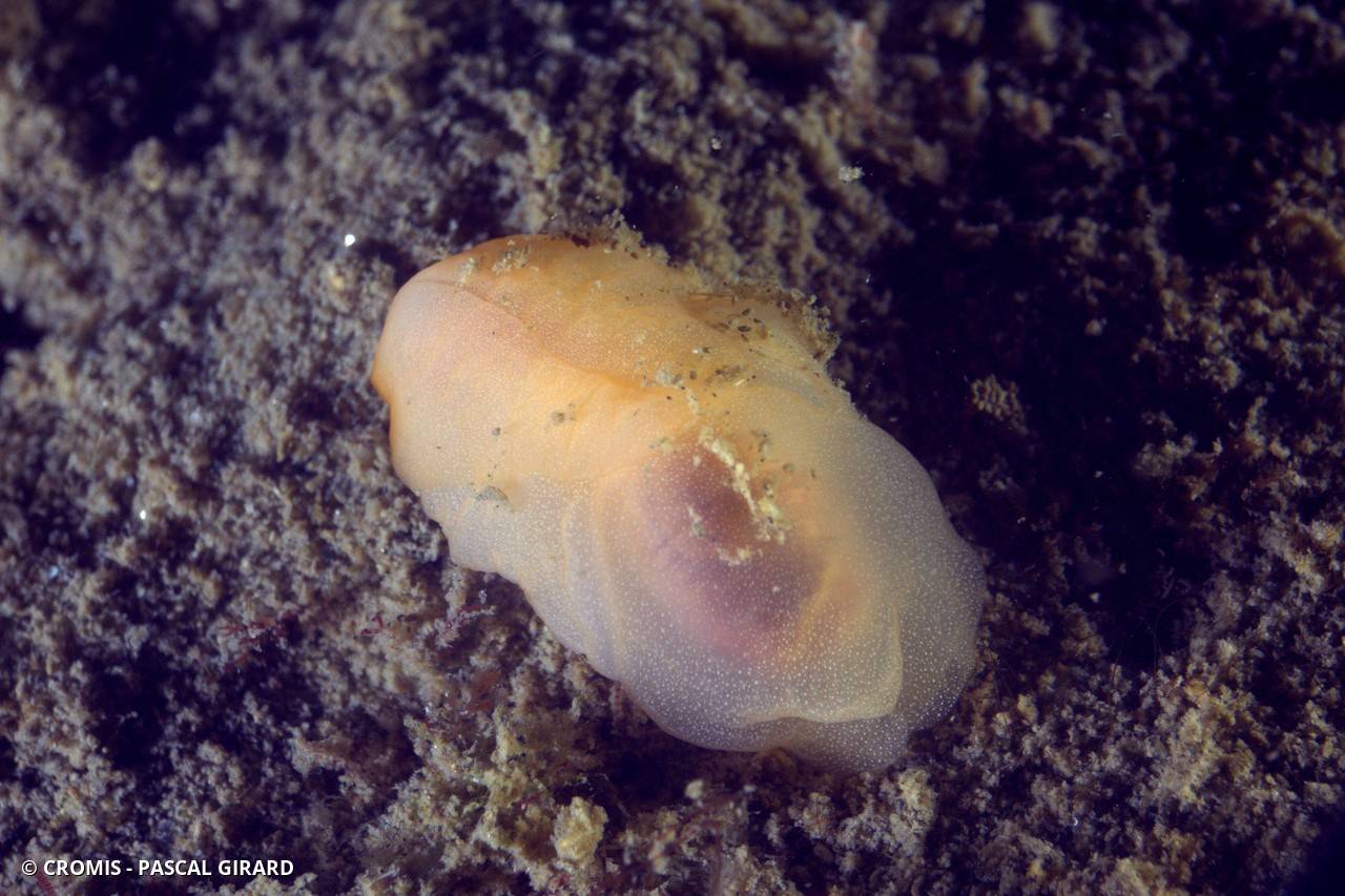 Philine à quatre lobes