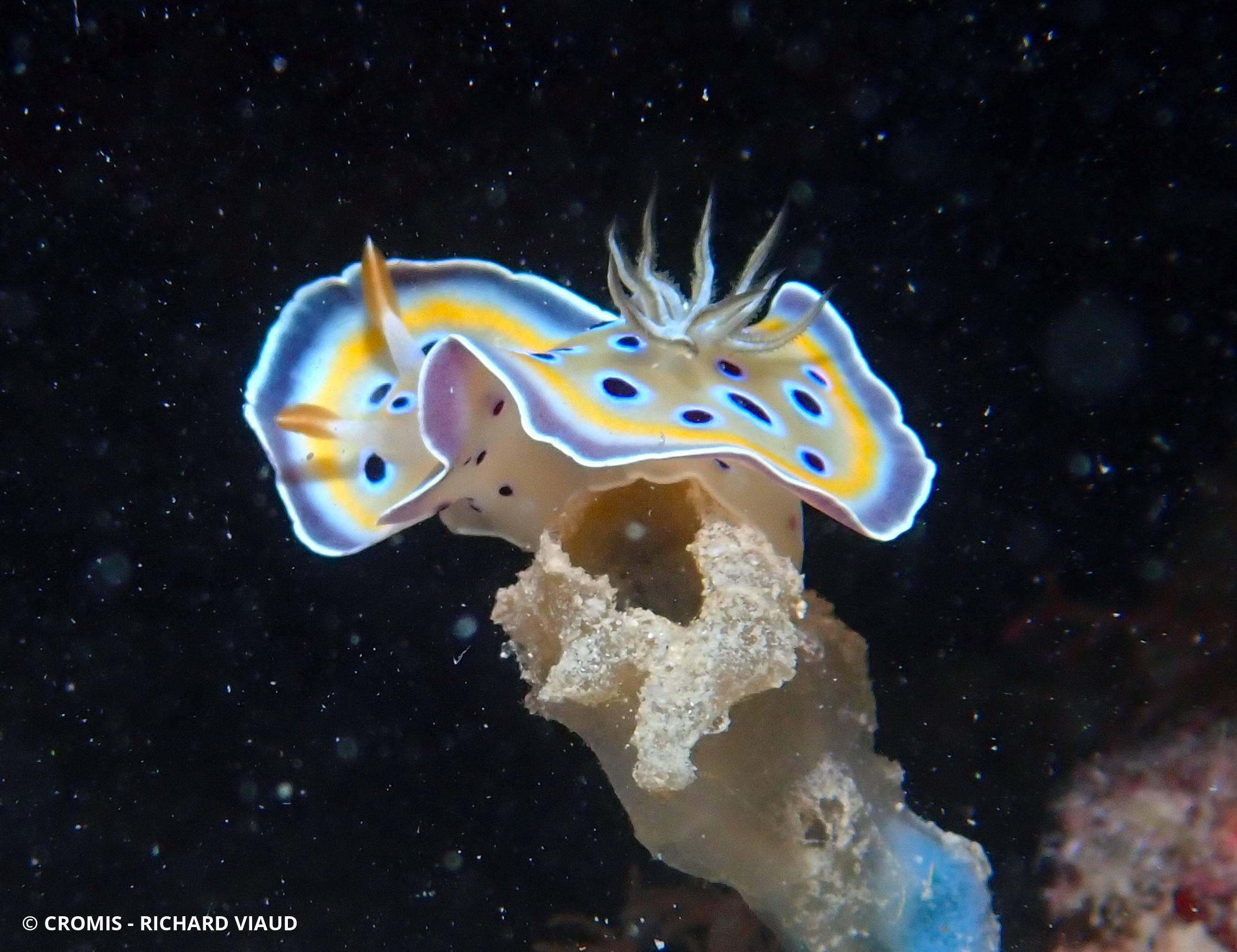 Chromodoris jumeau