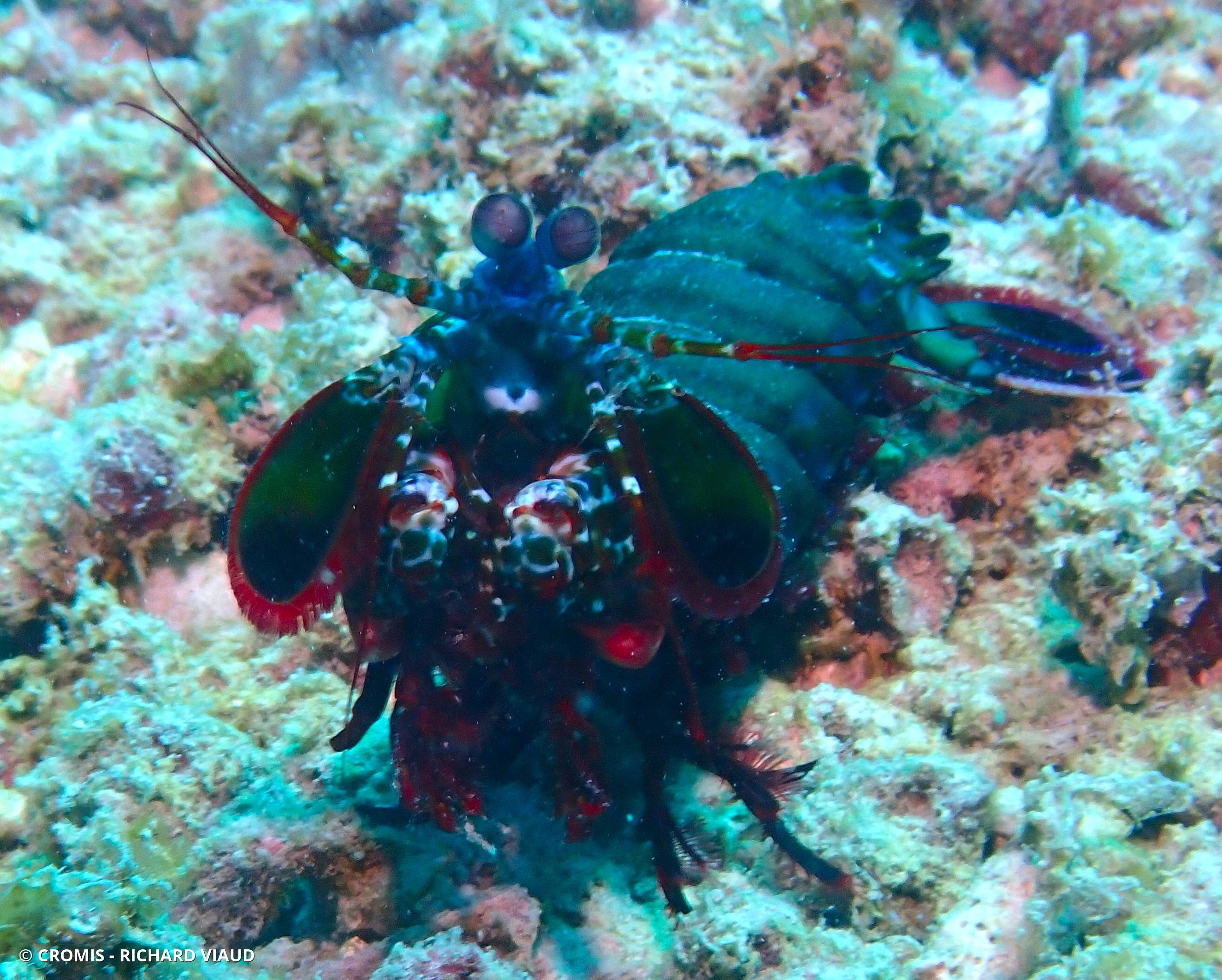 Mante de mer paon