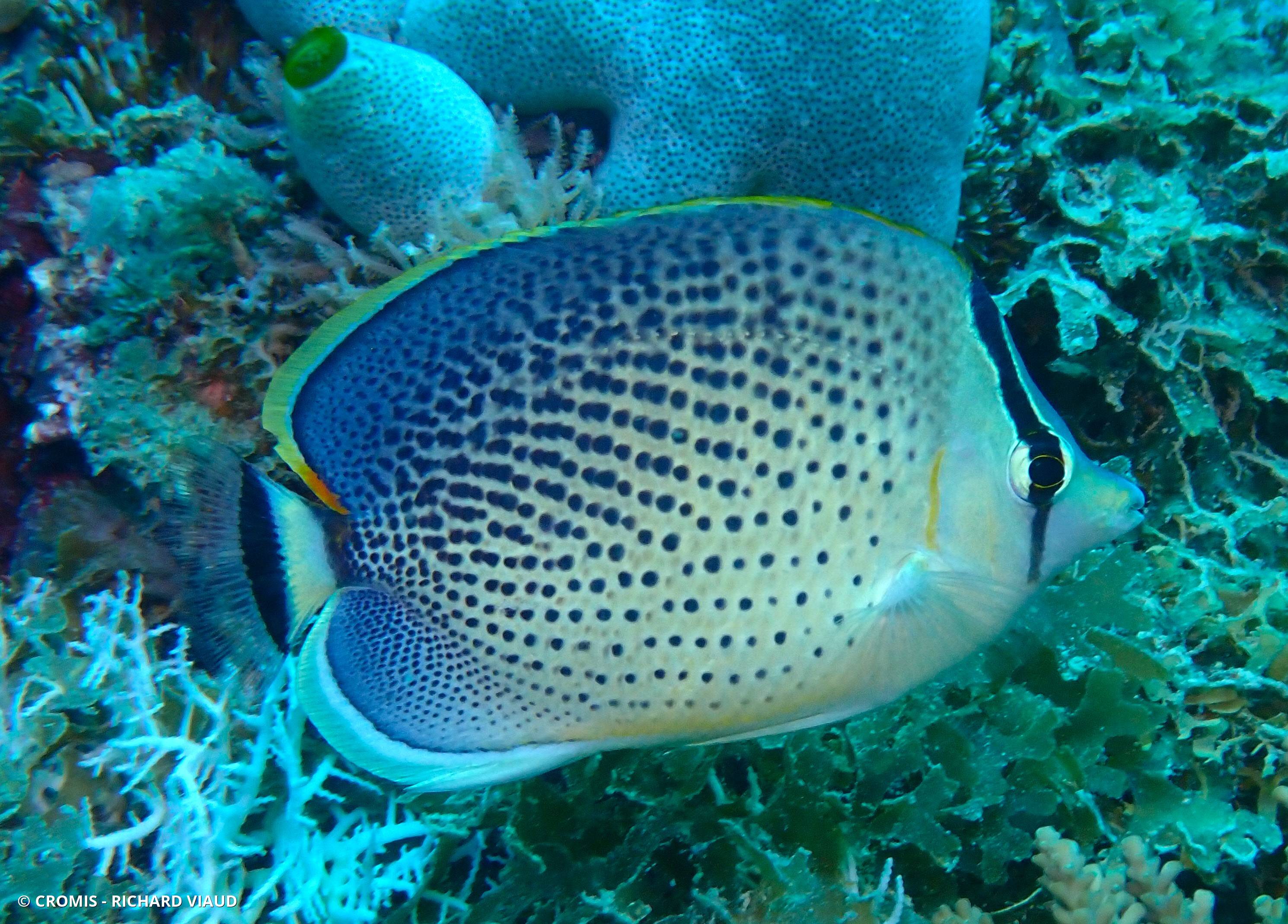 Poisson-papillon moucheté