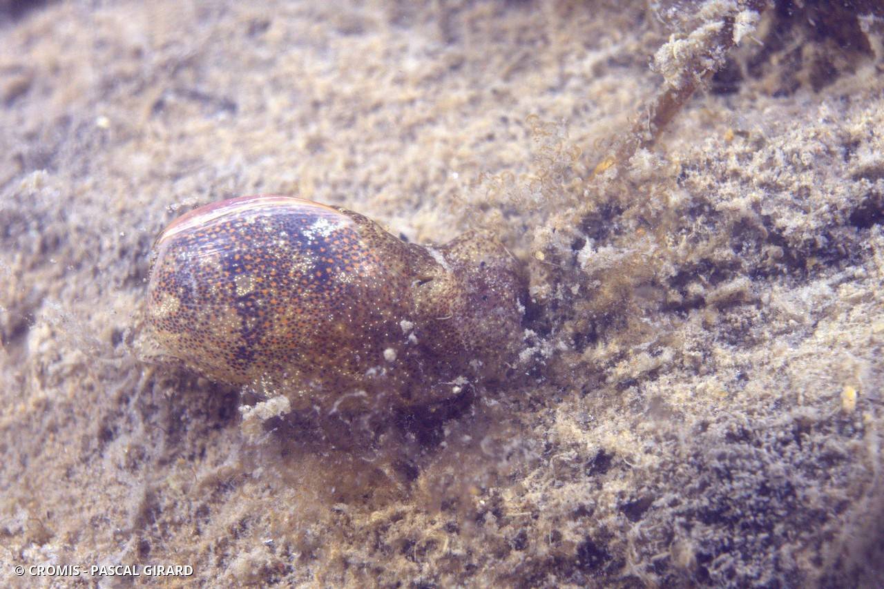 Haminoé d'Ortea