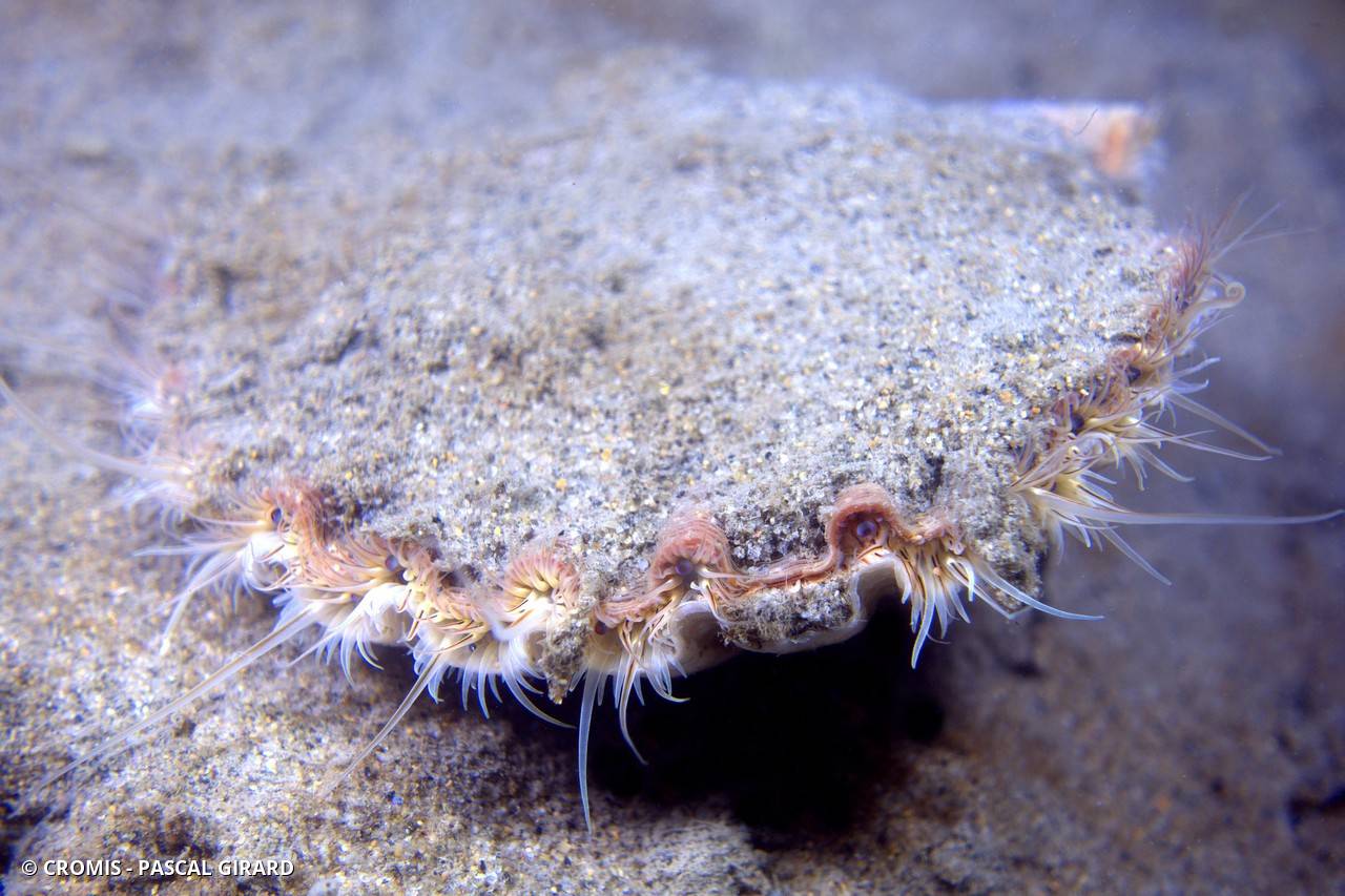 Coquille Saint-Jacques de Méditerranée