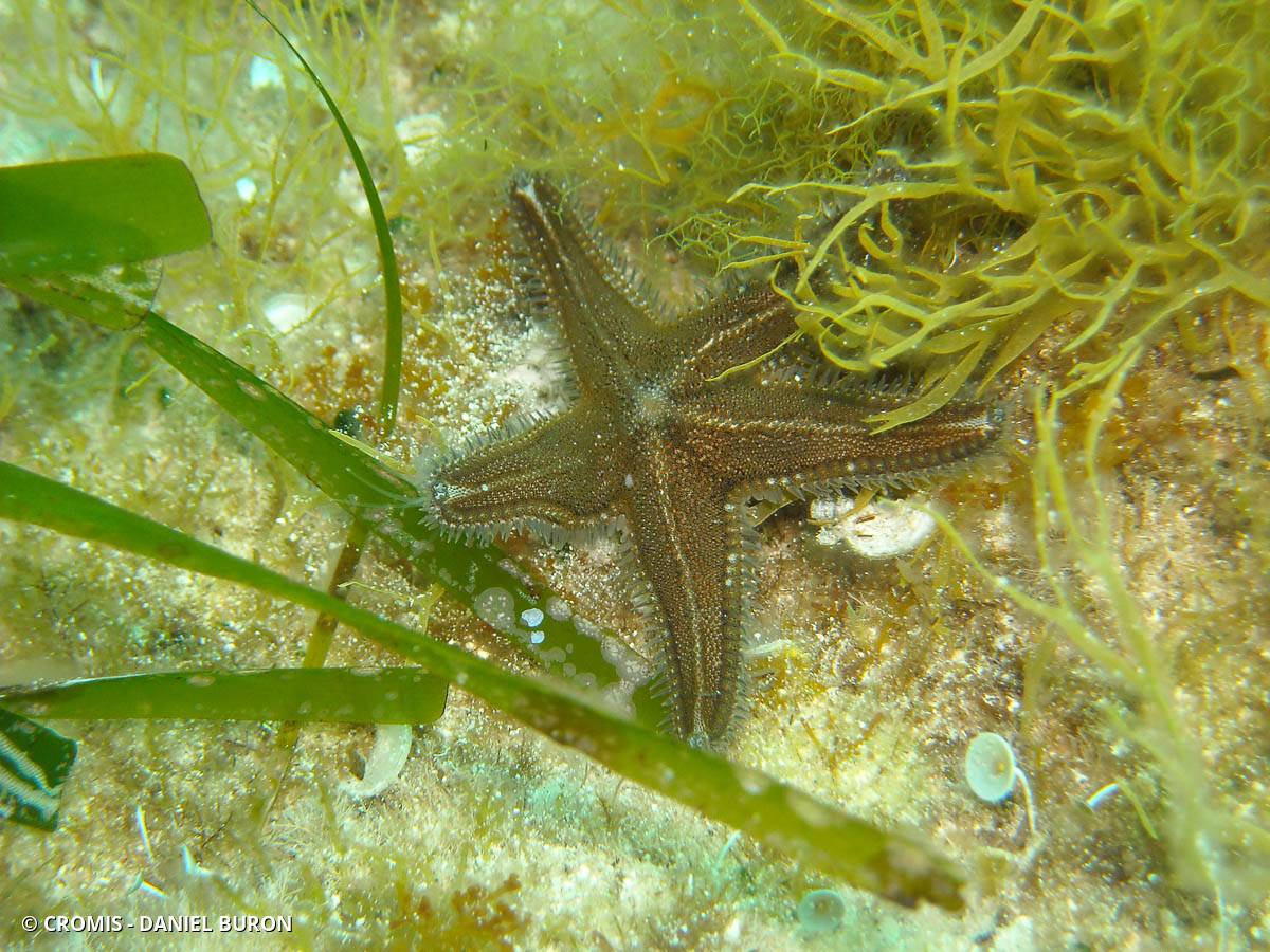 Etoile de mer glaciaire