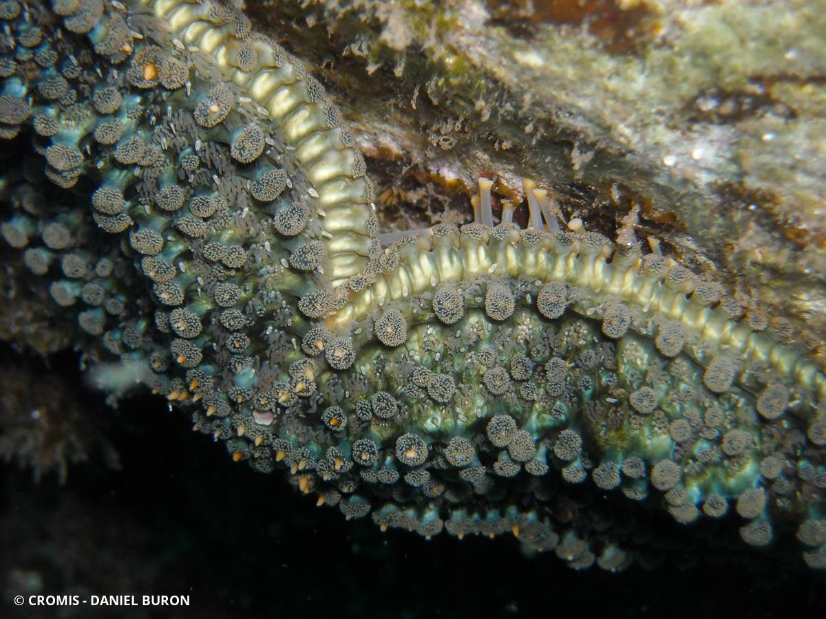 Etoile de mer glaciaire