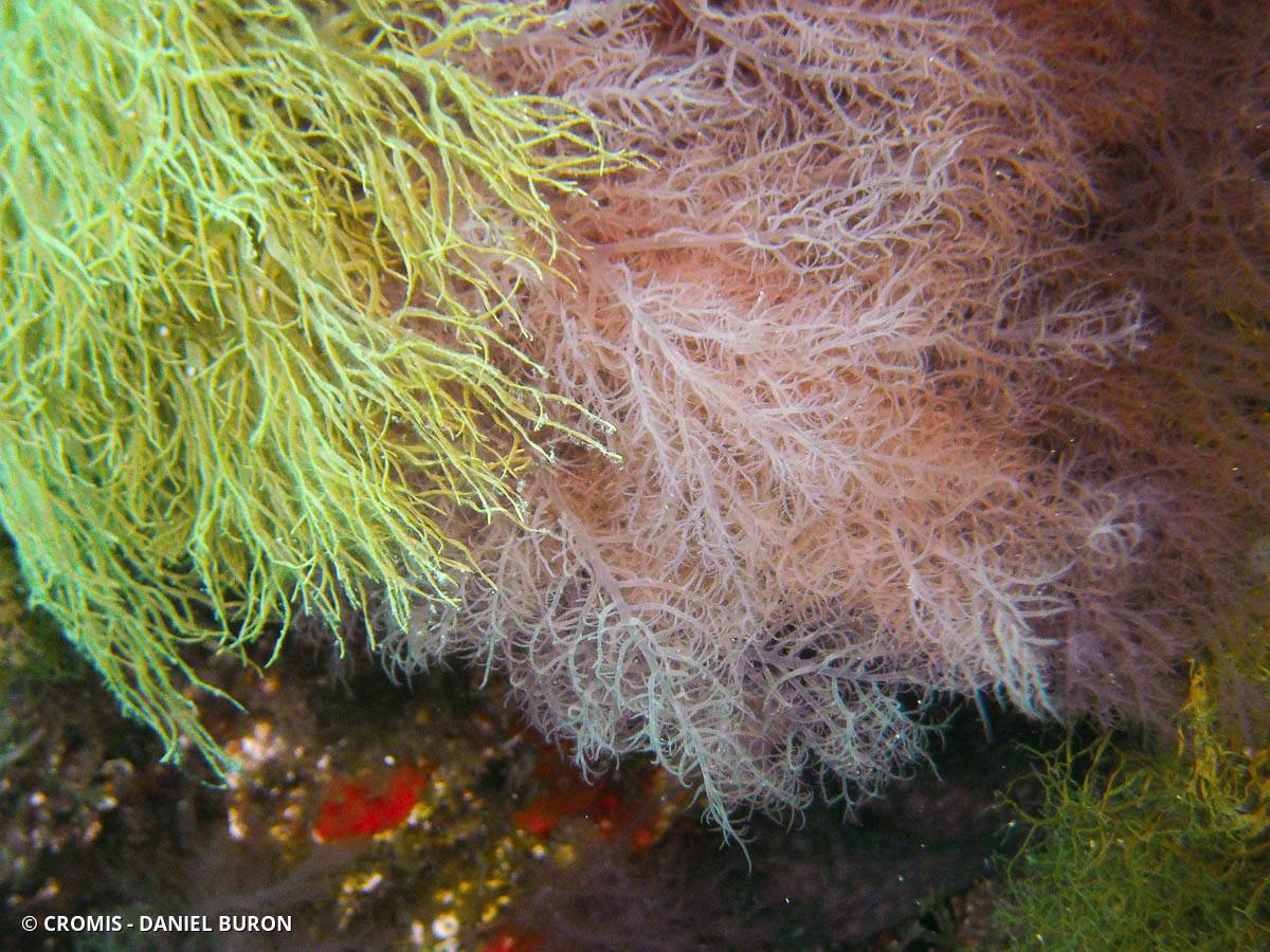 Acrosymphyton pourpre