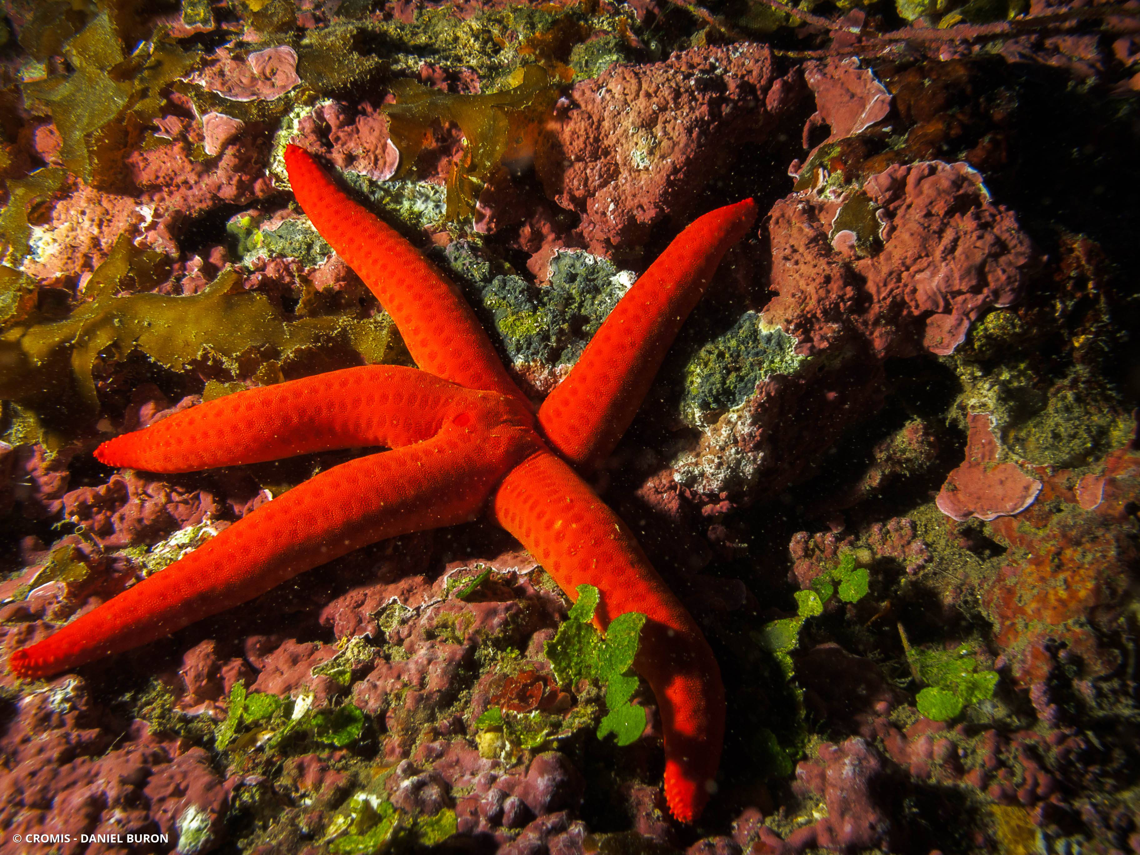 Etoile de mer lisse