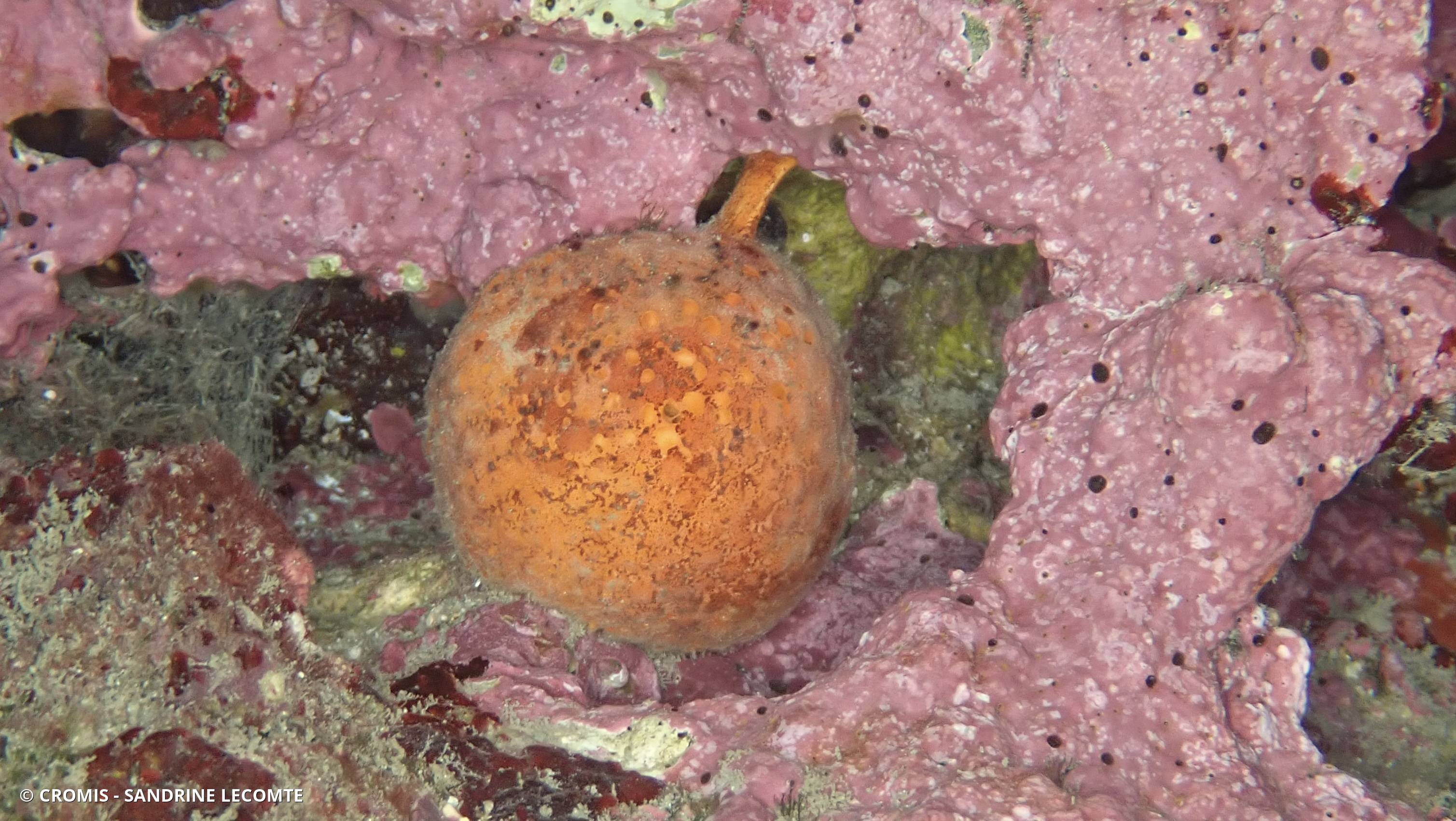 Orange de mer de Méditerranée