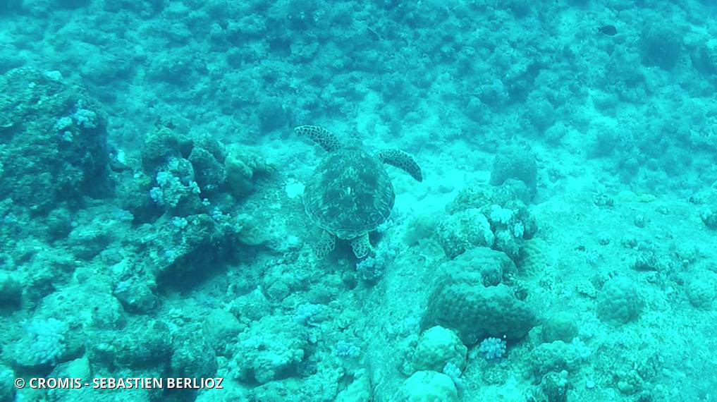 Tortue verte