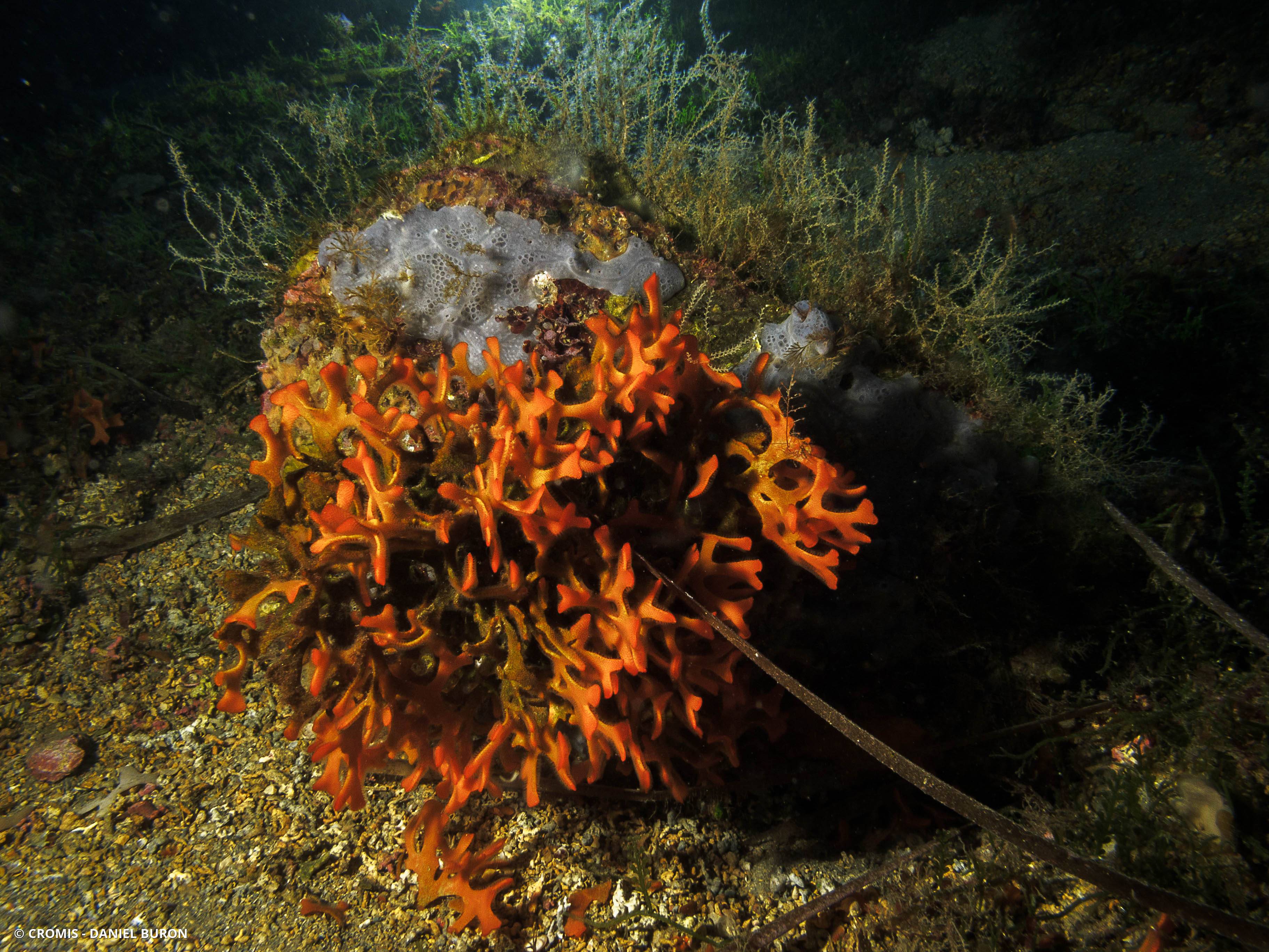 Bryozoaire bois de cerf