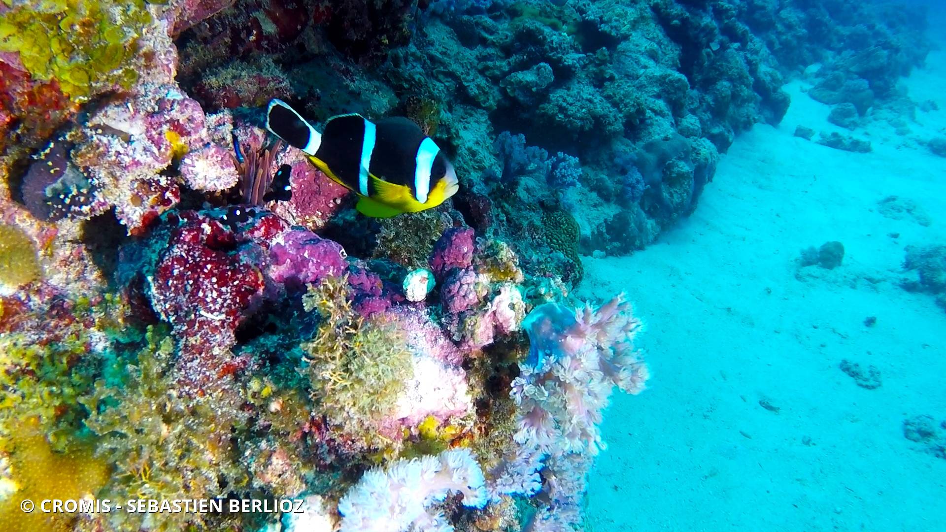 Poisson-clown de Maurice