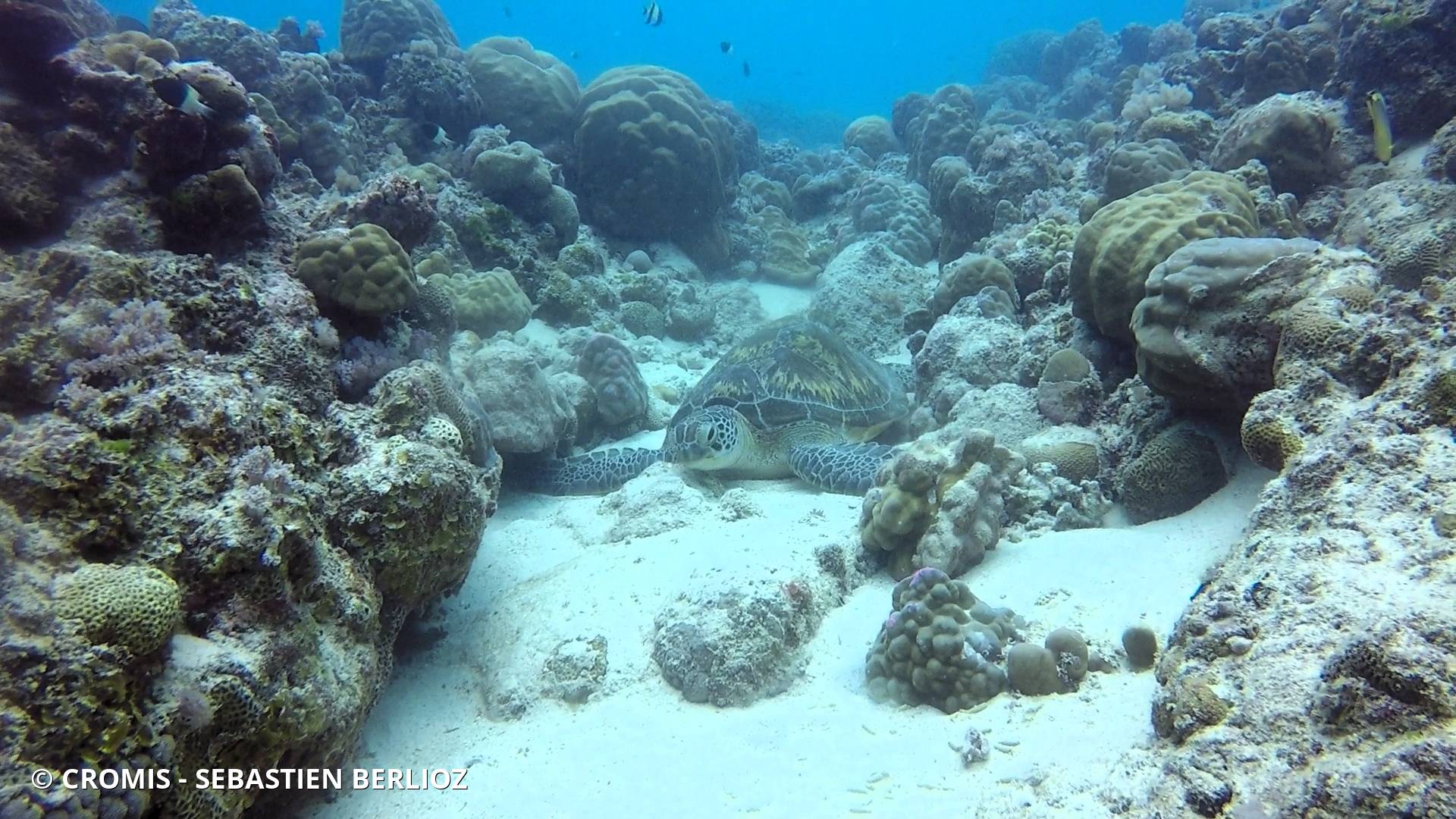 Tortue verte